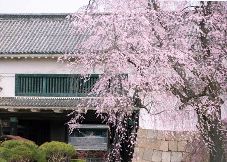 世界遺産 二条城2024 春の早朝貸切 Only for Amex