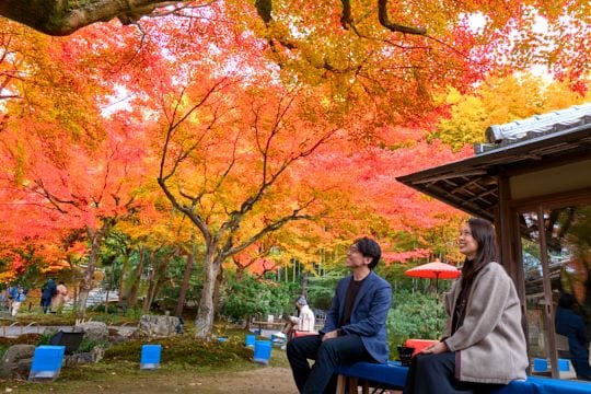 雲居庵のお茶席で、紅葉を愛でながら抹茶で寛ぐ静謐なひととき。							