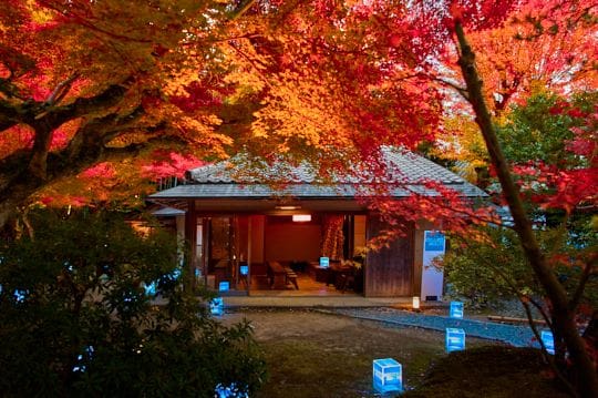 雲居庵の庭に灯るブルーライトと紅葉の幻想的なコラボレーション