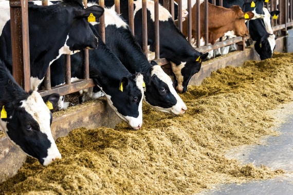 Livestock eating feed