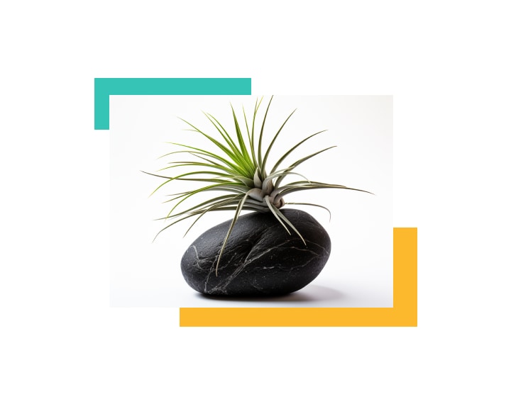 Homegrown Airplant Pebble