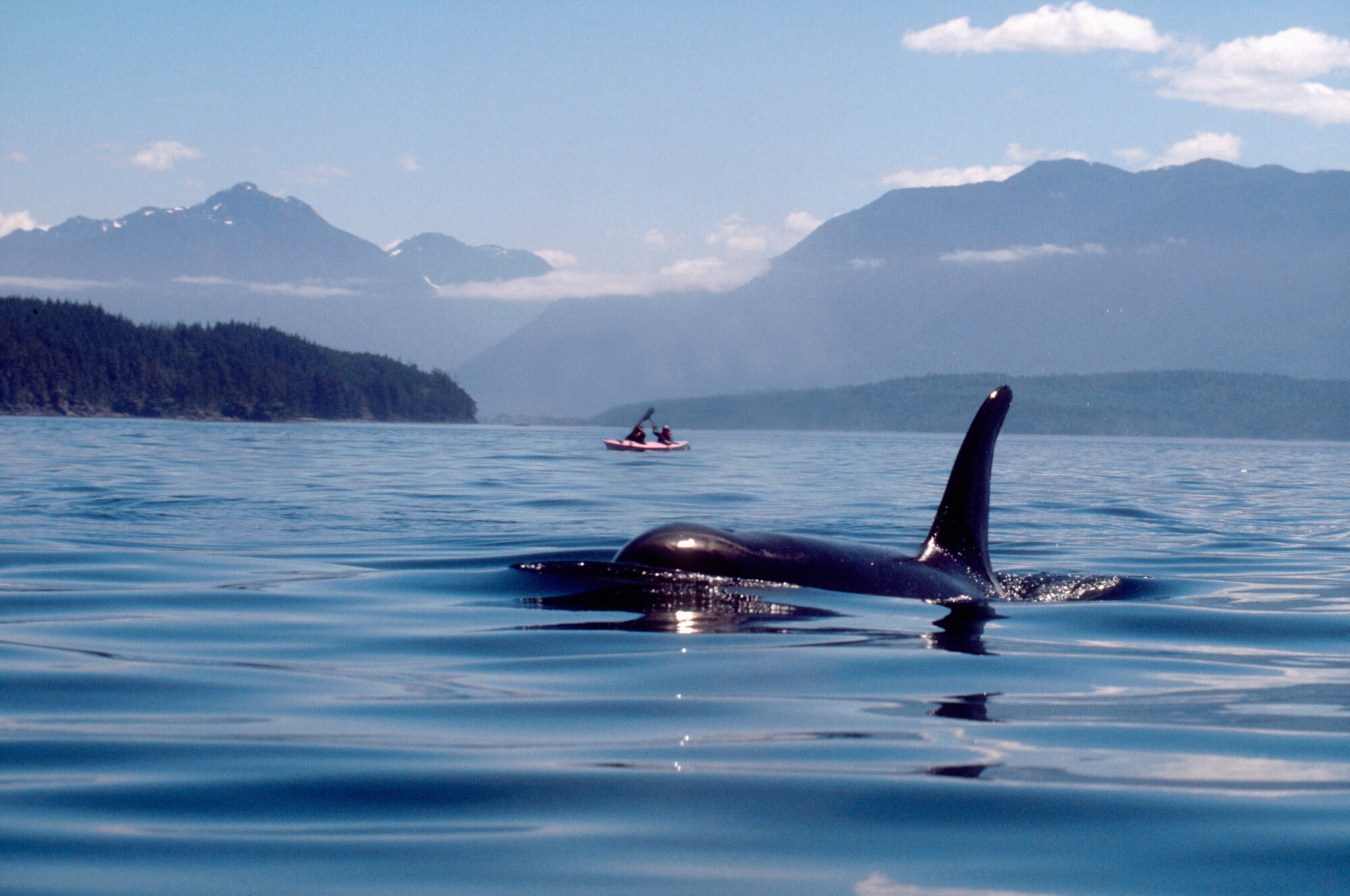 Die Finne eines Schwertwals, der durchs Wasser schwimmt. Im Hintergrund ist ein Paddelboot.