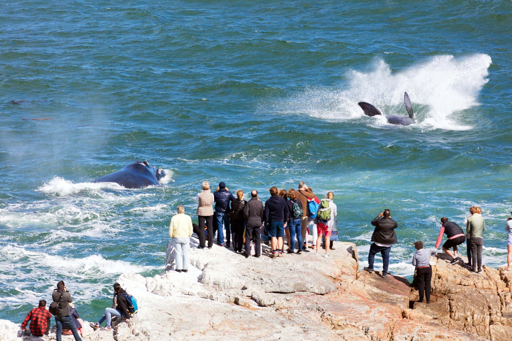 Mehrere Personen stehen auf Steinen am Wasser und beobachten Wale, die im Wasser schwimmen und springen. Mehrere Personen stehen auf Steinen am Wasser und beobachten Wale, die im Wasser schwimmen und springen.