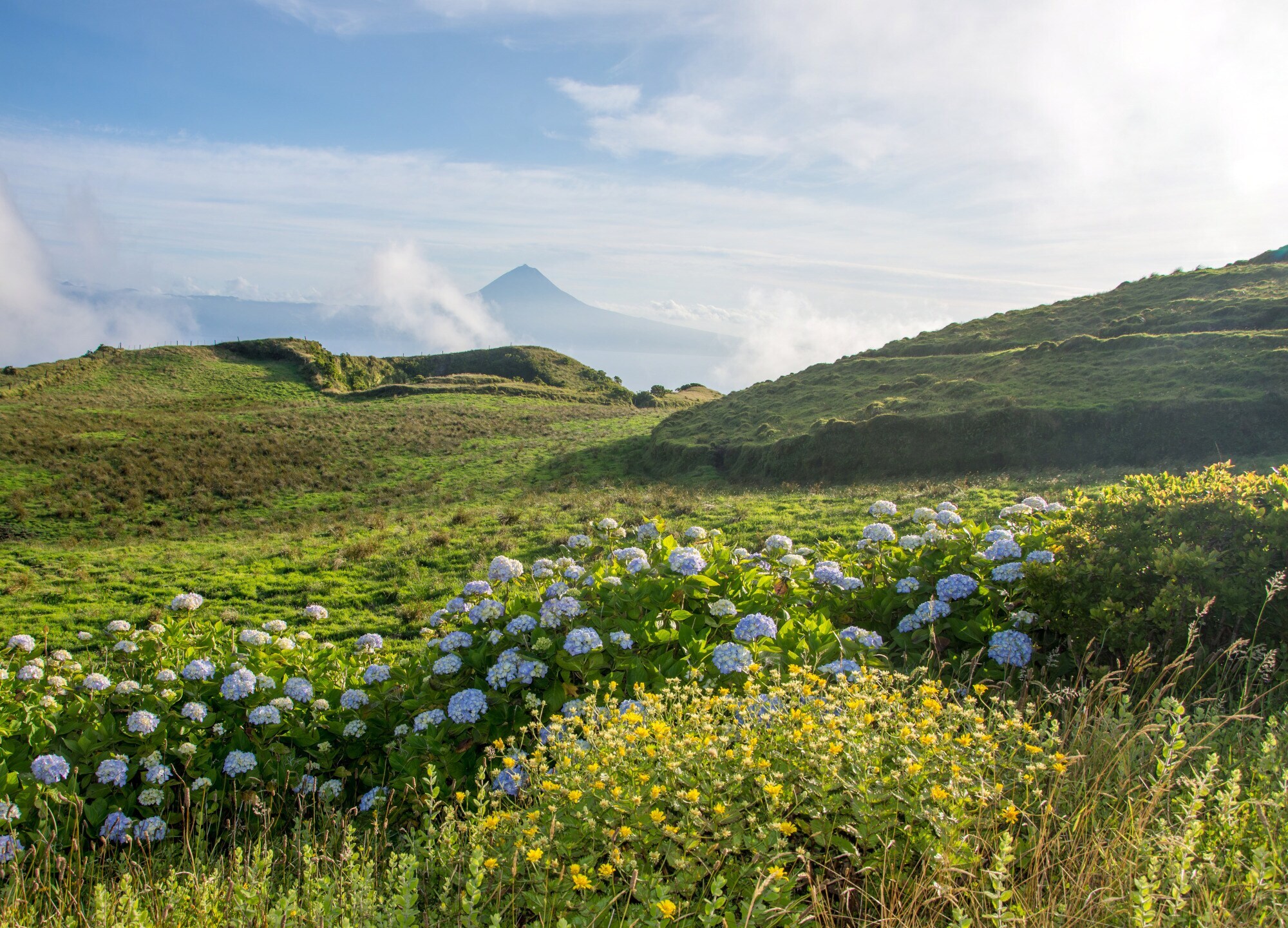 Blau blühende Hortensien in einer grünen Landschaft mit Gebirge im Hintergrund.