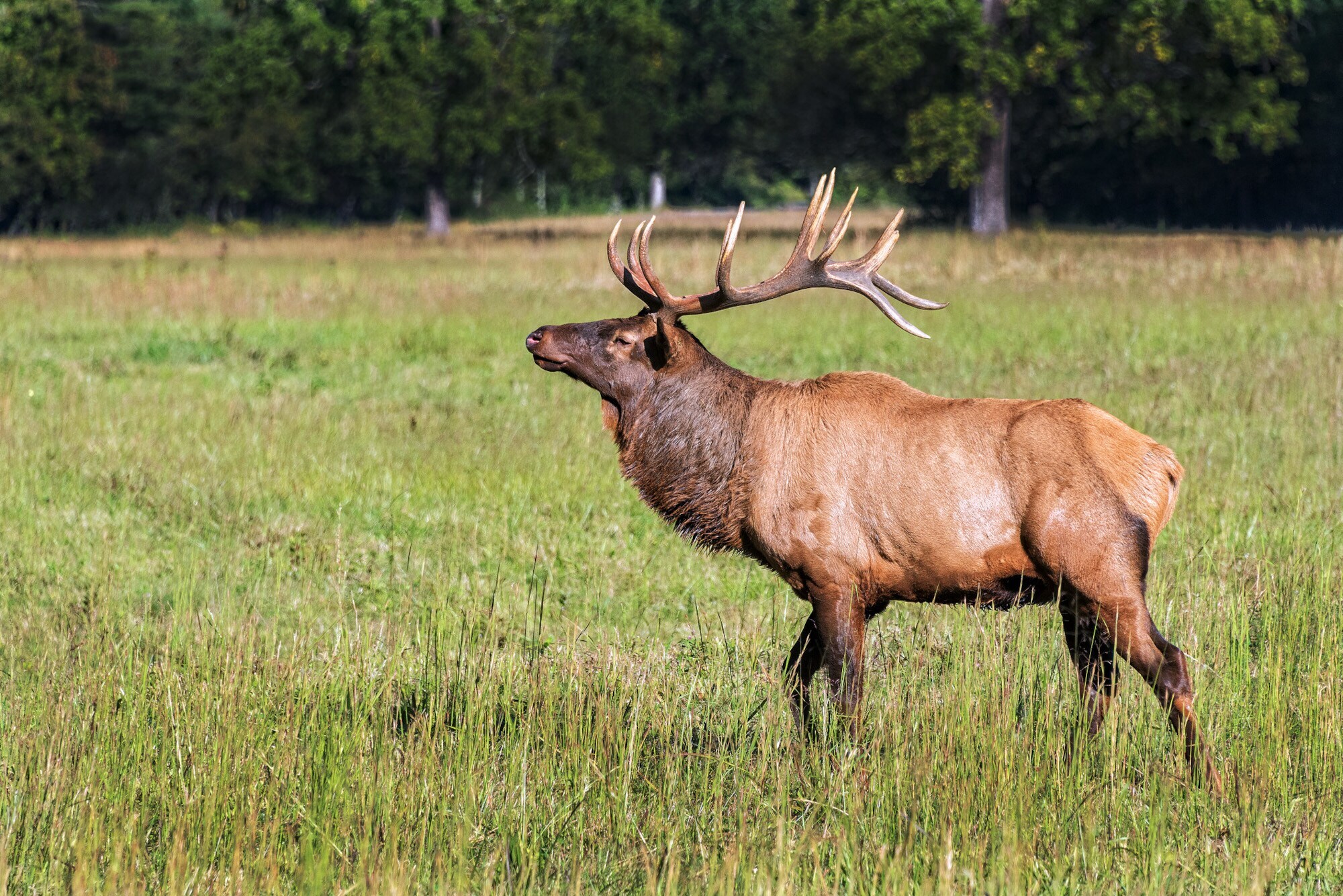 Ein Elch steht auf einer Wiese vor einer Baumlandschaft.