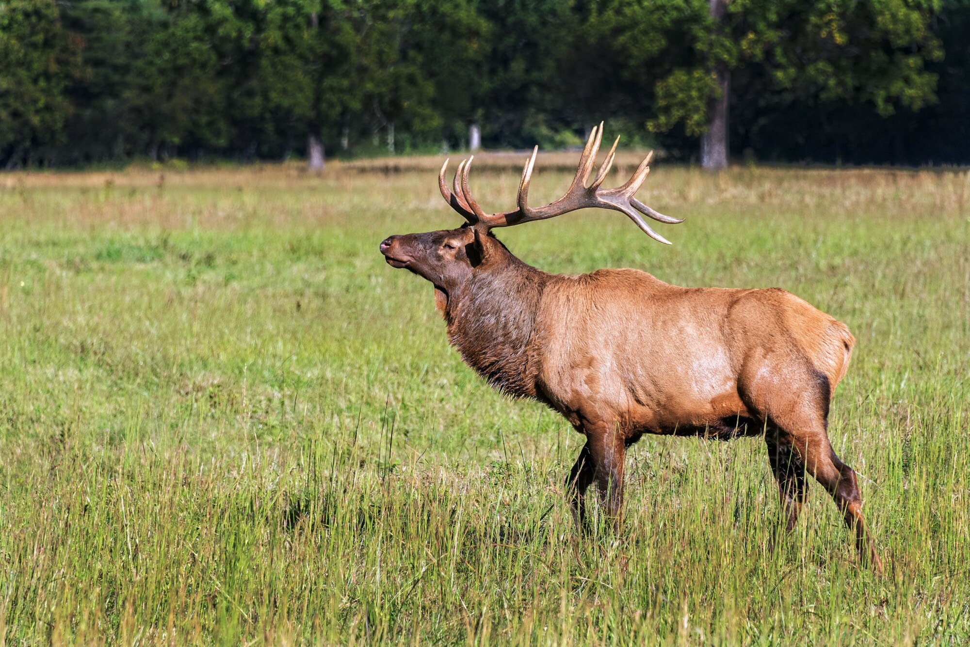 Ein Elch steht auf einer Wiese vor einer Baumlandschaft. Ein Elch steht auf einer Wiese vor einer Baumlandschaft.