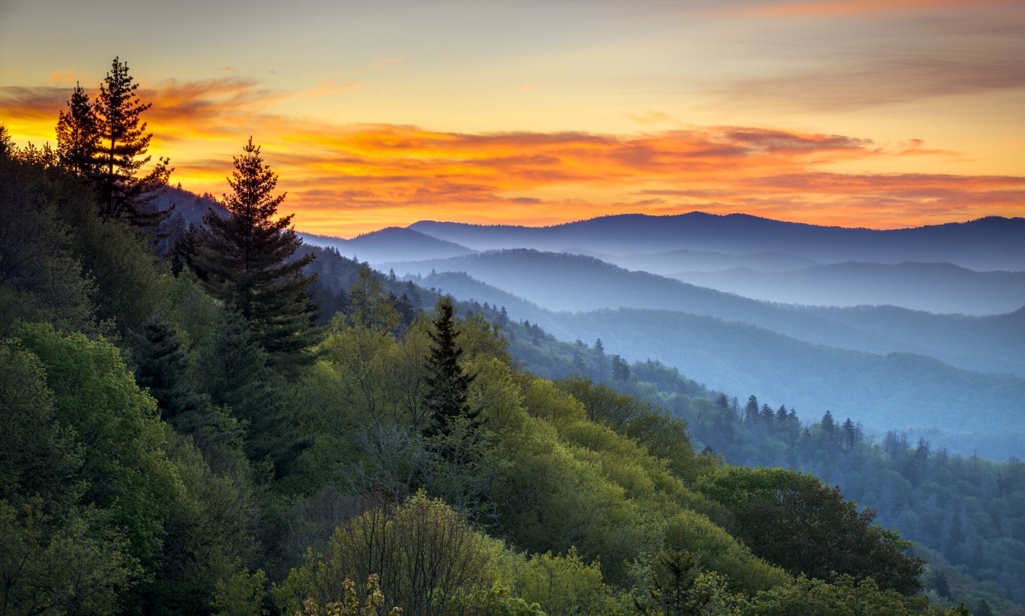 Eine neblige Waldlandschaft zu Sonnenaufgang. Eine neblige Waldlandschaft zu Sonnenaufgang.