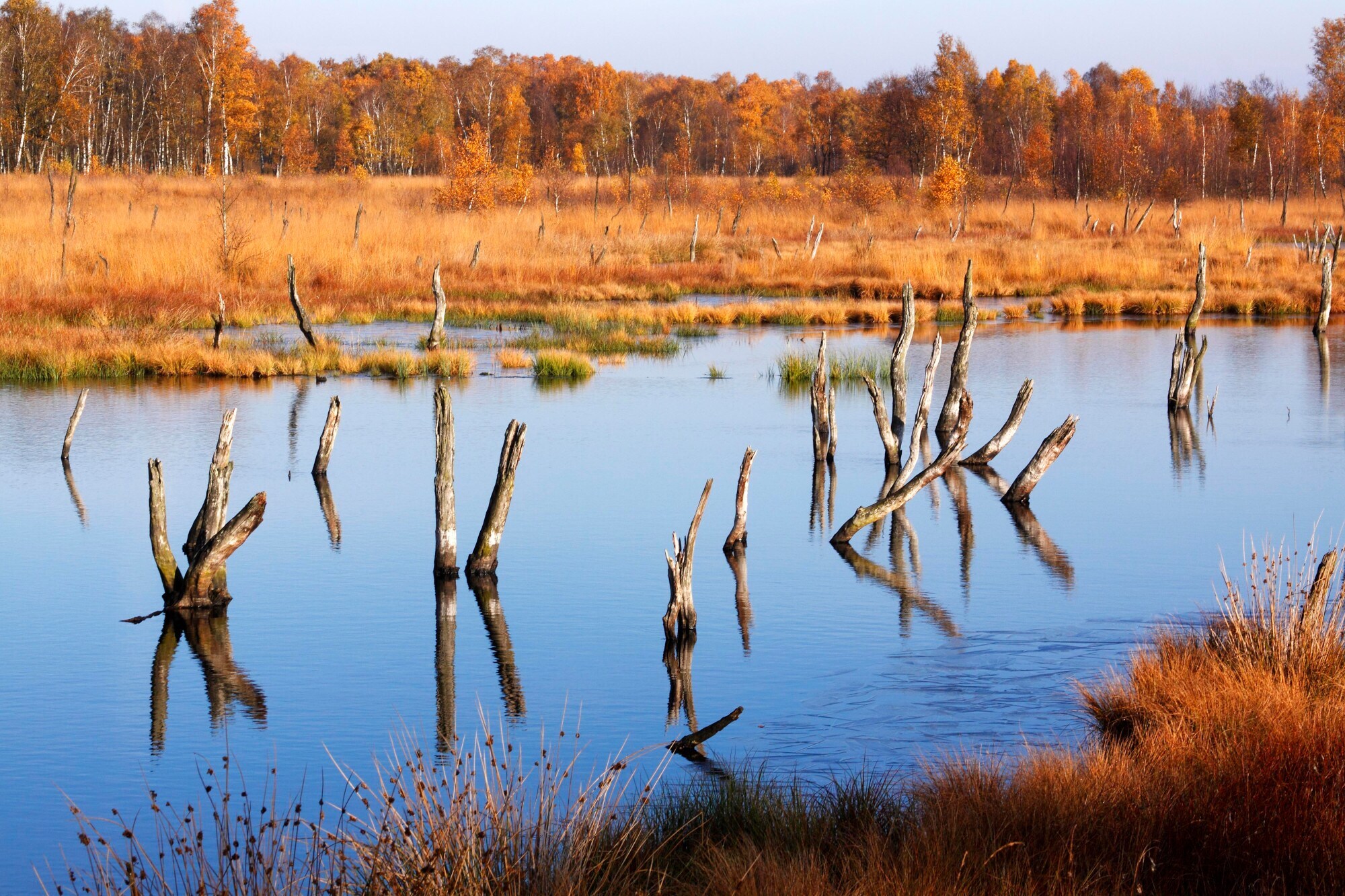 Moorlandschaft mit abgestorbenen Baumstümpfen im Wasser.