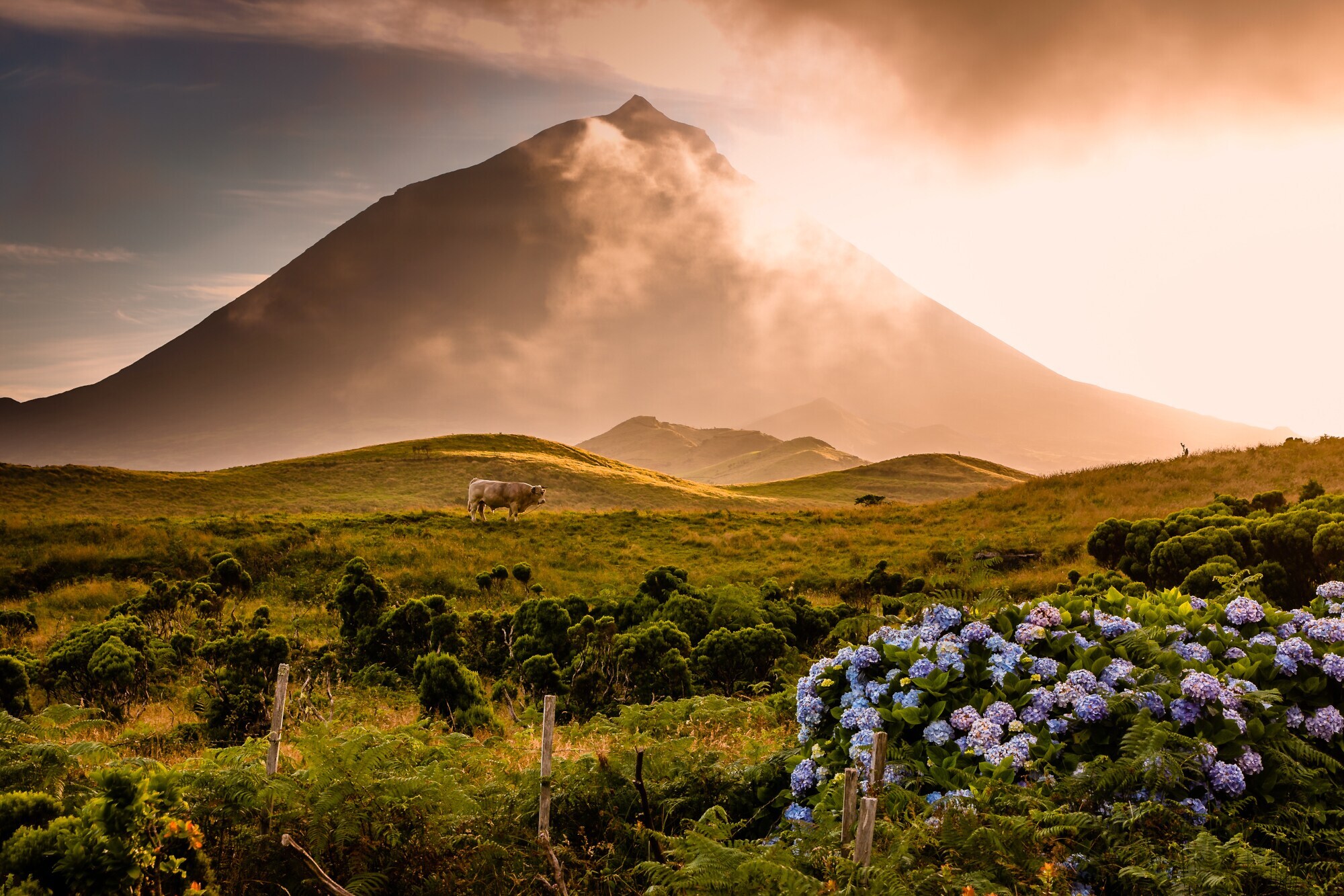 Landschaftspanorama mit Kuh auf einer hügeligen Wiesenlandschaft mit blauen Blumen vor einem Vulkan im Nebel bei Sonnenuntergang.