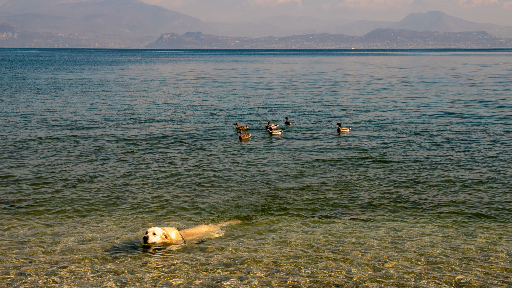 Ein Hund badet im flachen Wasser eines Sees, dahinter einige Enten. Ein Hund badet im flachen Wasser eines Sees, dahinter einige Enten.