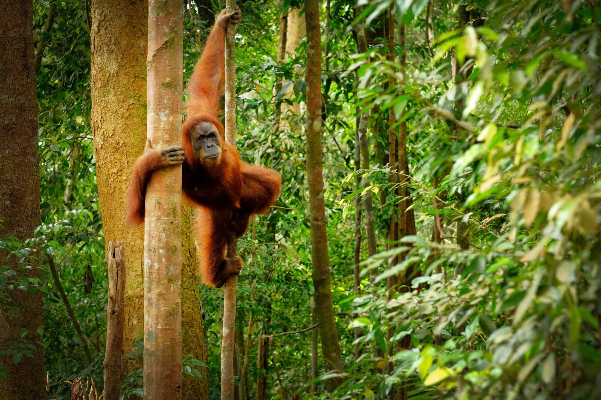 Ein Orang-Utan hängt zwischen zwei Baumstämmen im Regenwald.