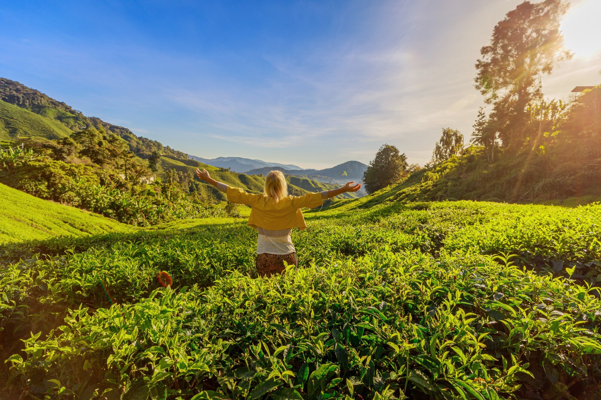 Eine Person mit dem Rücken zum Betrachter gewandt, steht mit ausgestreckten Armen in einer Teeplantage.