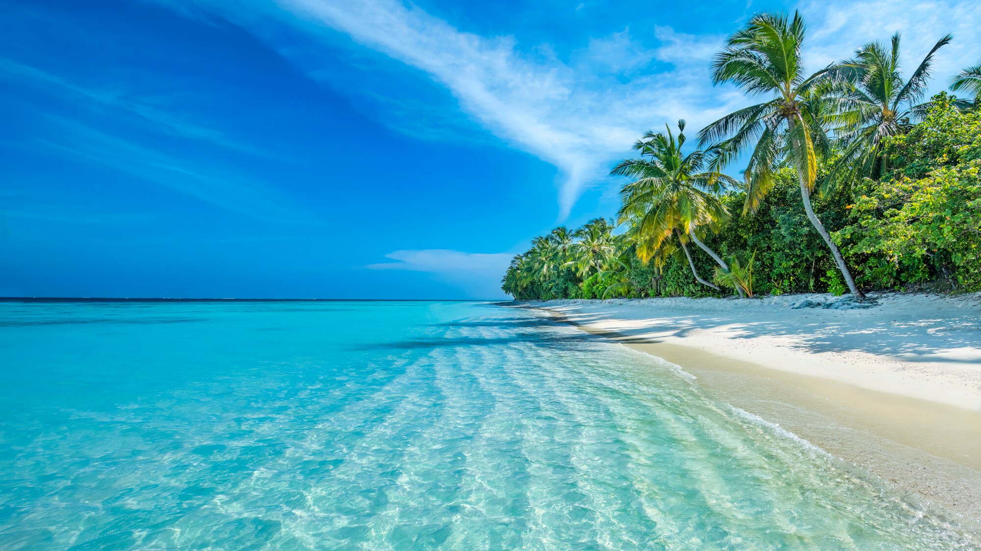 Palmengesäumter Strand auf den Malediven. Palmengesäumter Strand auf den Malediven.