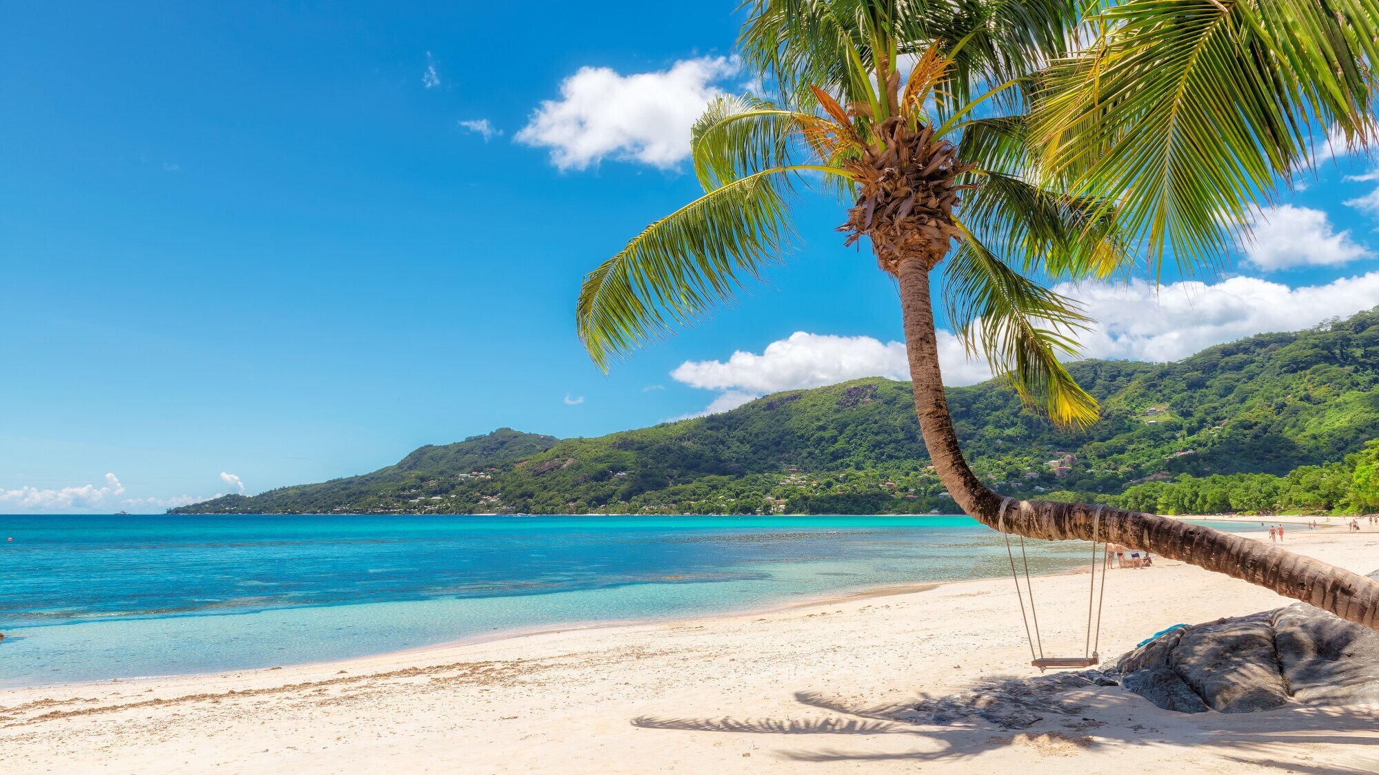 Strandabschnitt mit einer Palme, an der eine Schaukel festgemacht ist.