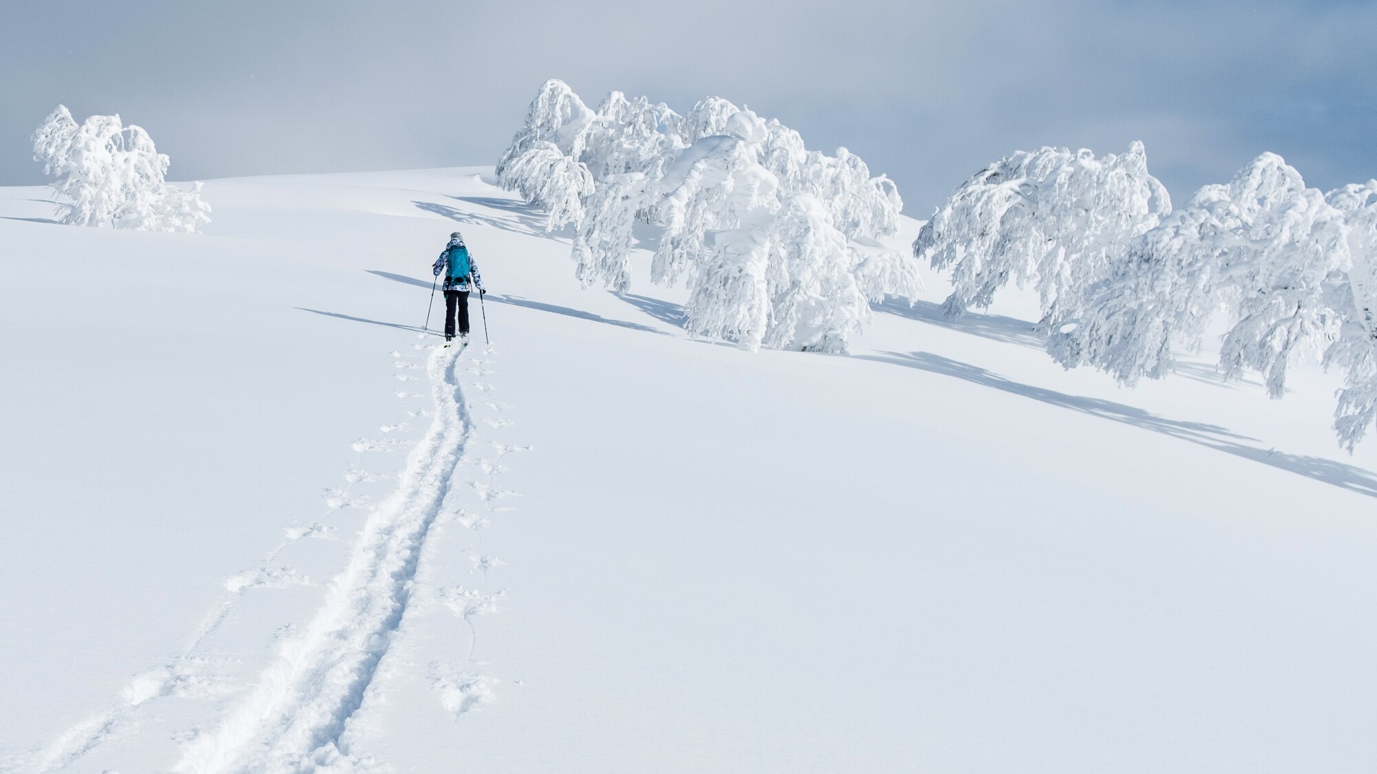 Eine Person wandert auf Skiern durch eine Schneelandschaft mit schneebedeckten Bäumen.
