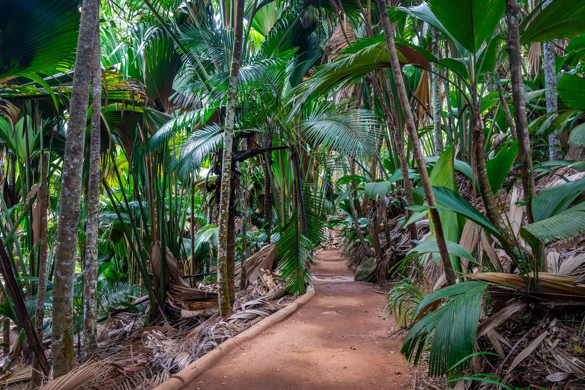 Wanderpfad, der durch einen Wald aus Coco de Mer Palmen führt.