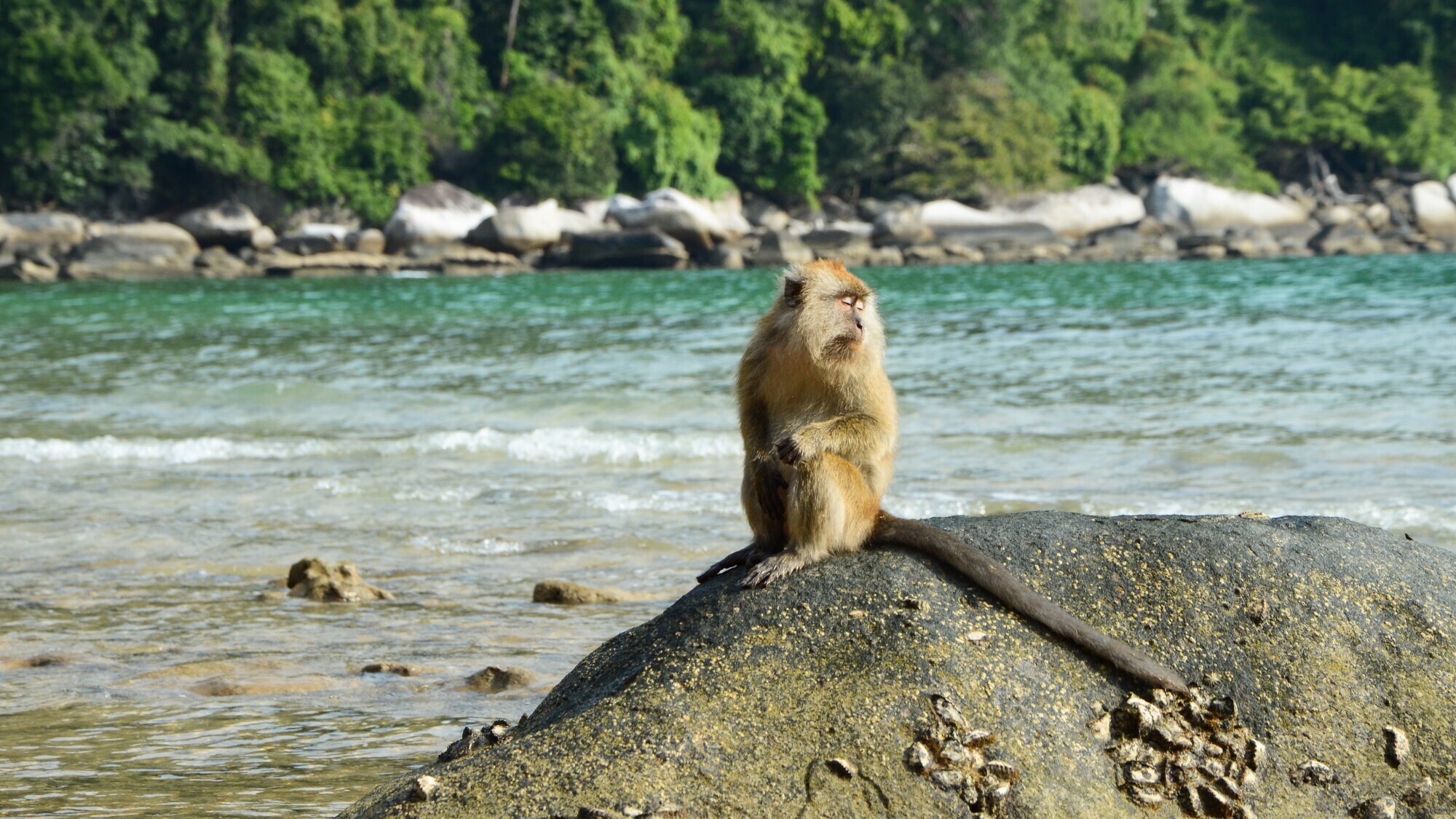Ein Affe sitzt auf einem Stein am Strand.