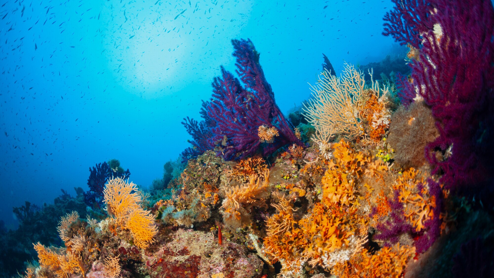 Ein Korallenriff, das in verschiedenen Farben leuchtet. Im Hintergrund tummelt sich ein Fischschwarm.