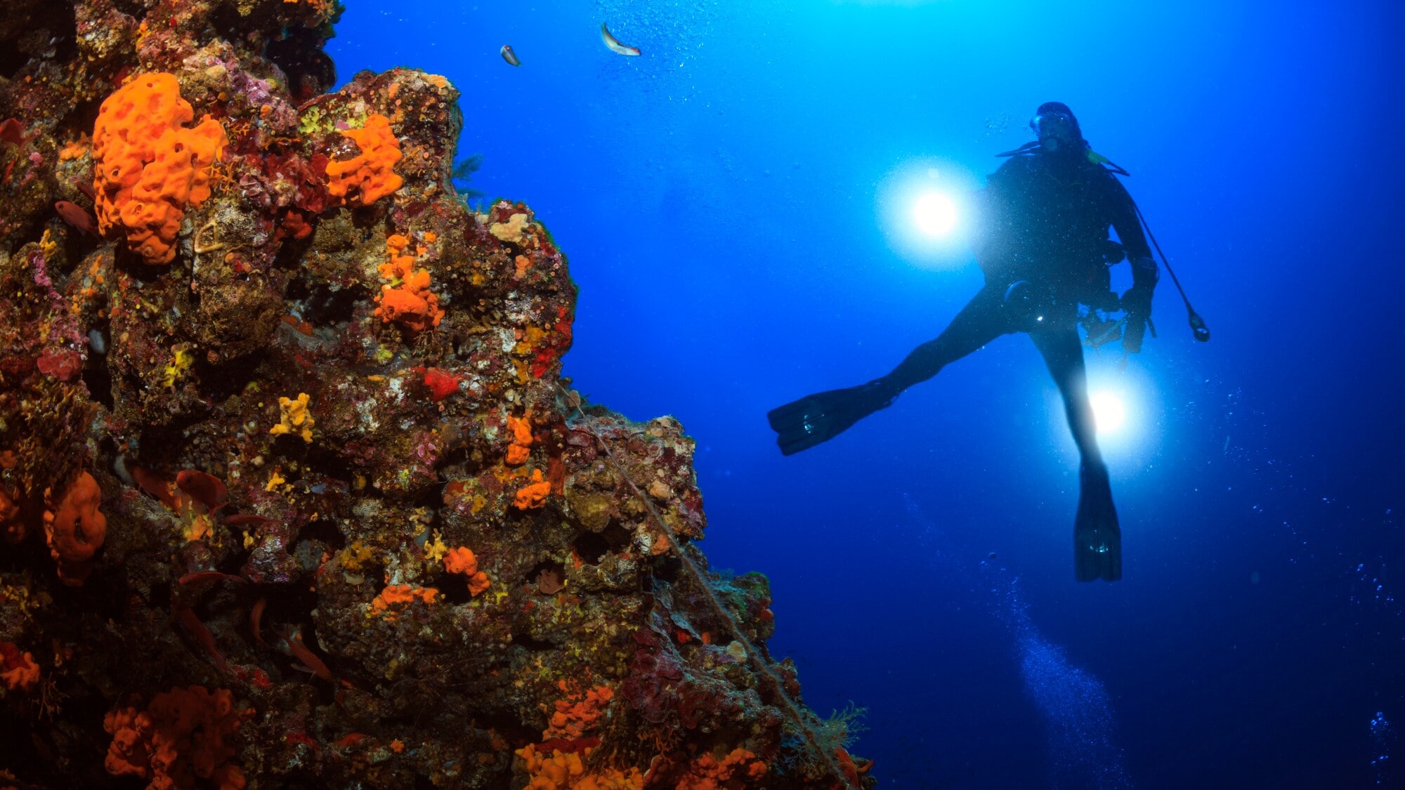 Ein Riff, das mit in oranger Farbe leuchtenden Korallen überzogen ist. Im Hintergrund schwimmt eine Person mit Taucherausrüstung und Lampe. Ein Riff, das mit in oranger Farbe leuchtenden Korallen überzogen ist. Im Hintergrund schwimmt eine Person mit Taucherausrüstung und Lampe.