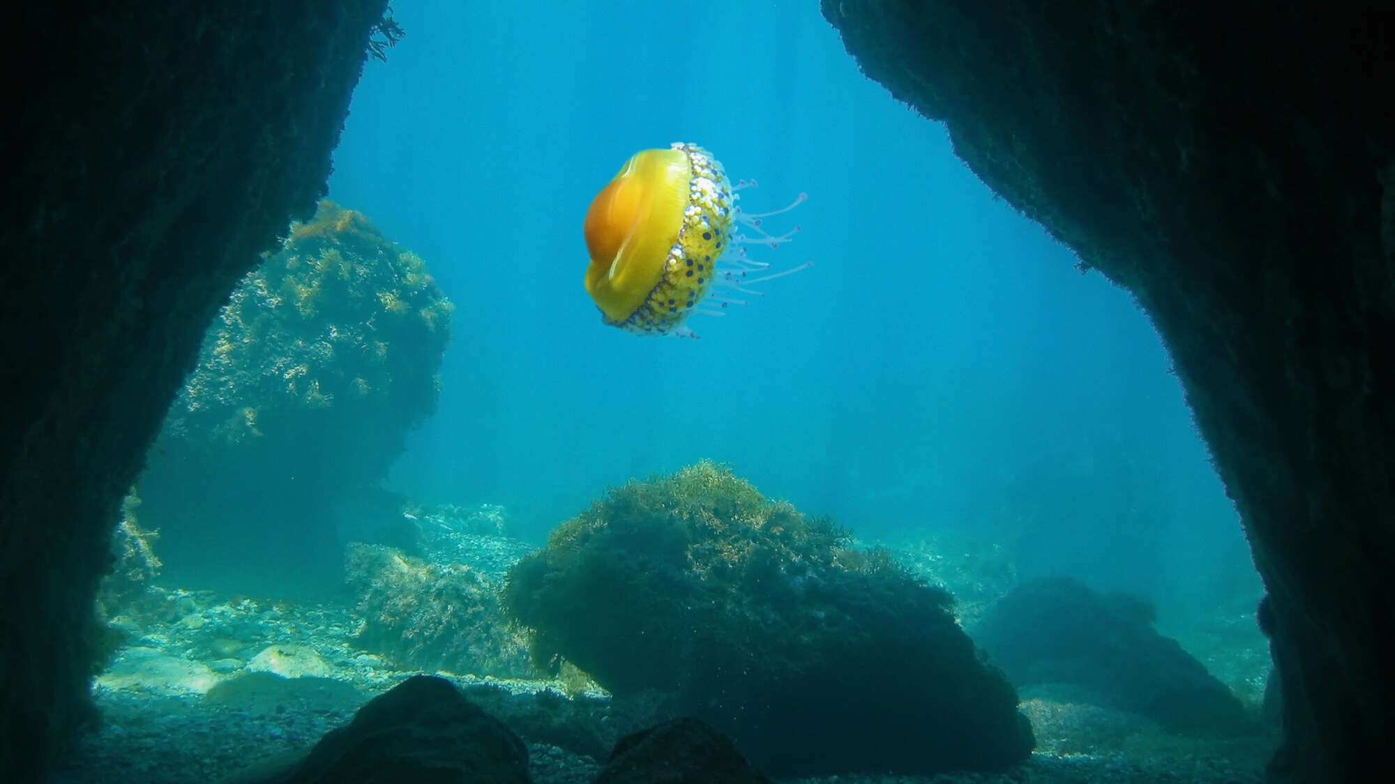 Eine Spiegeleiqualle in gelb-orangener Farbe, die im Meer treibt.