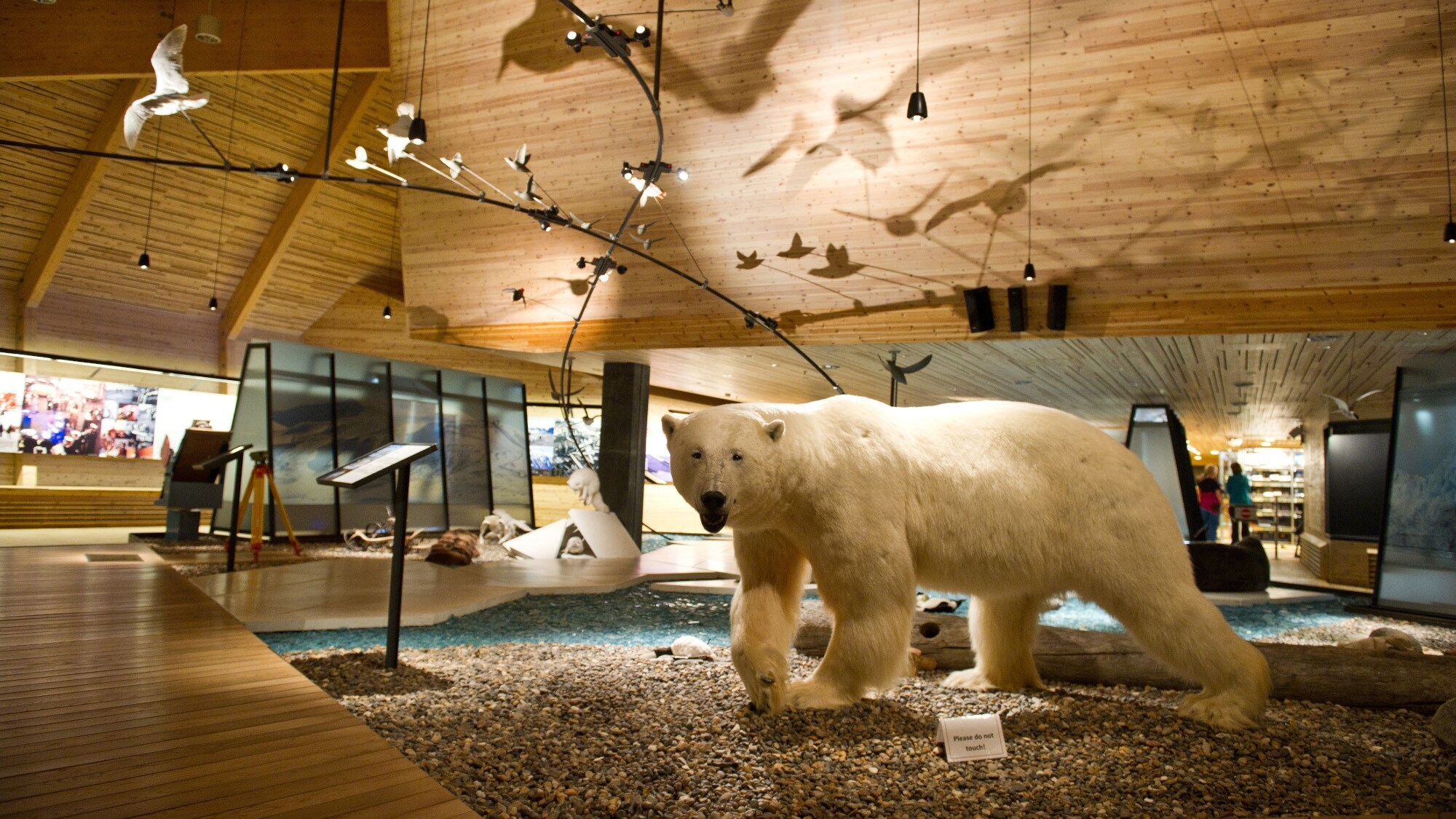 Ein ausgestopfter Eisbär und weitere Exponate in einem Museum mit Holzdach.