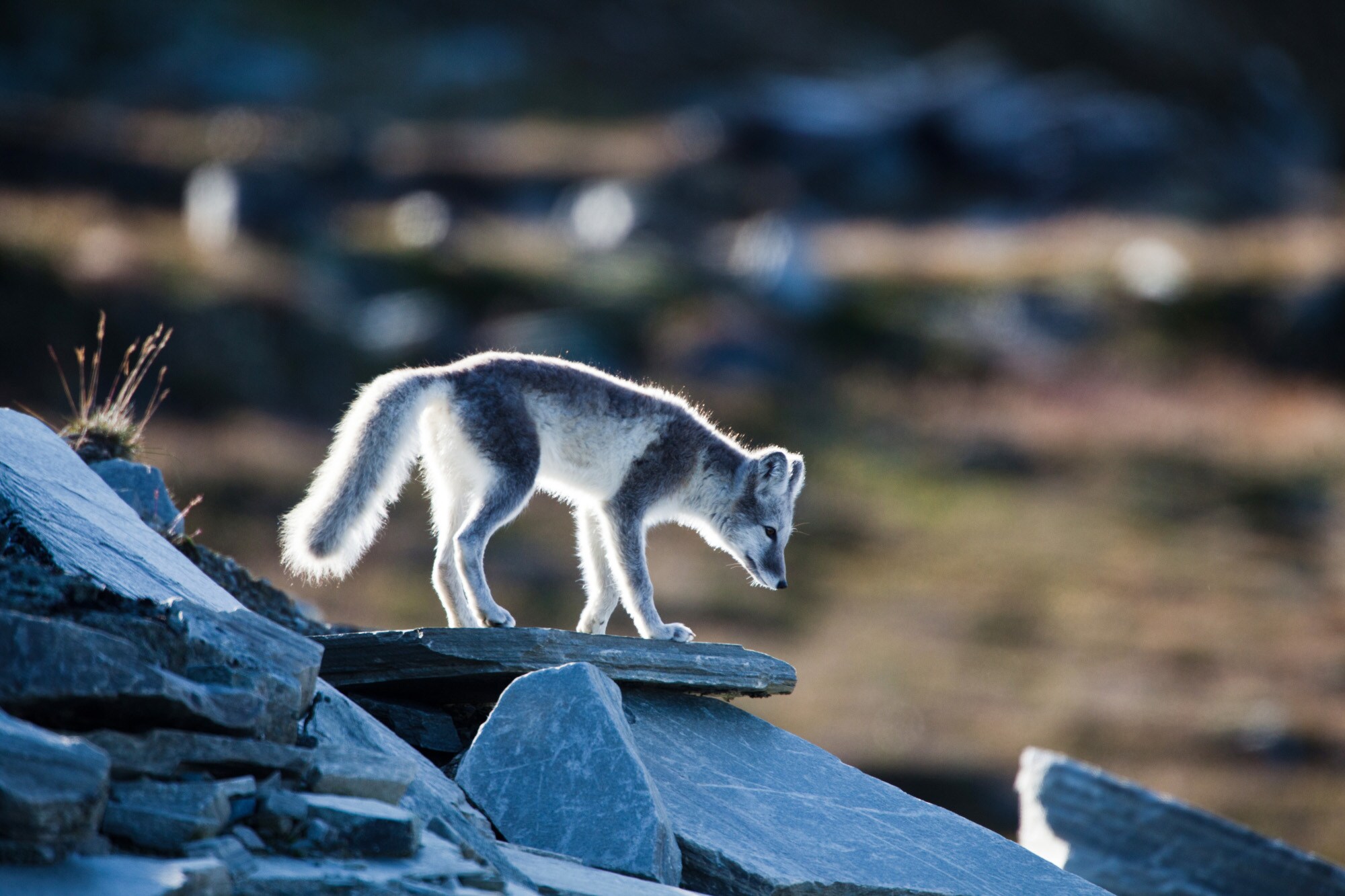Ein Polarfuchs auf einem Felsen.