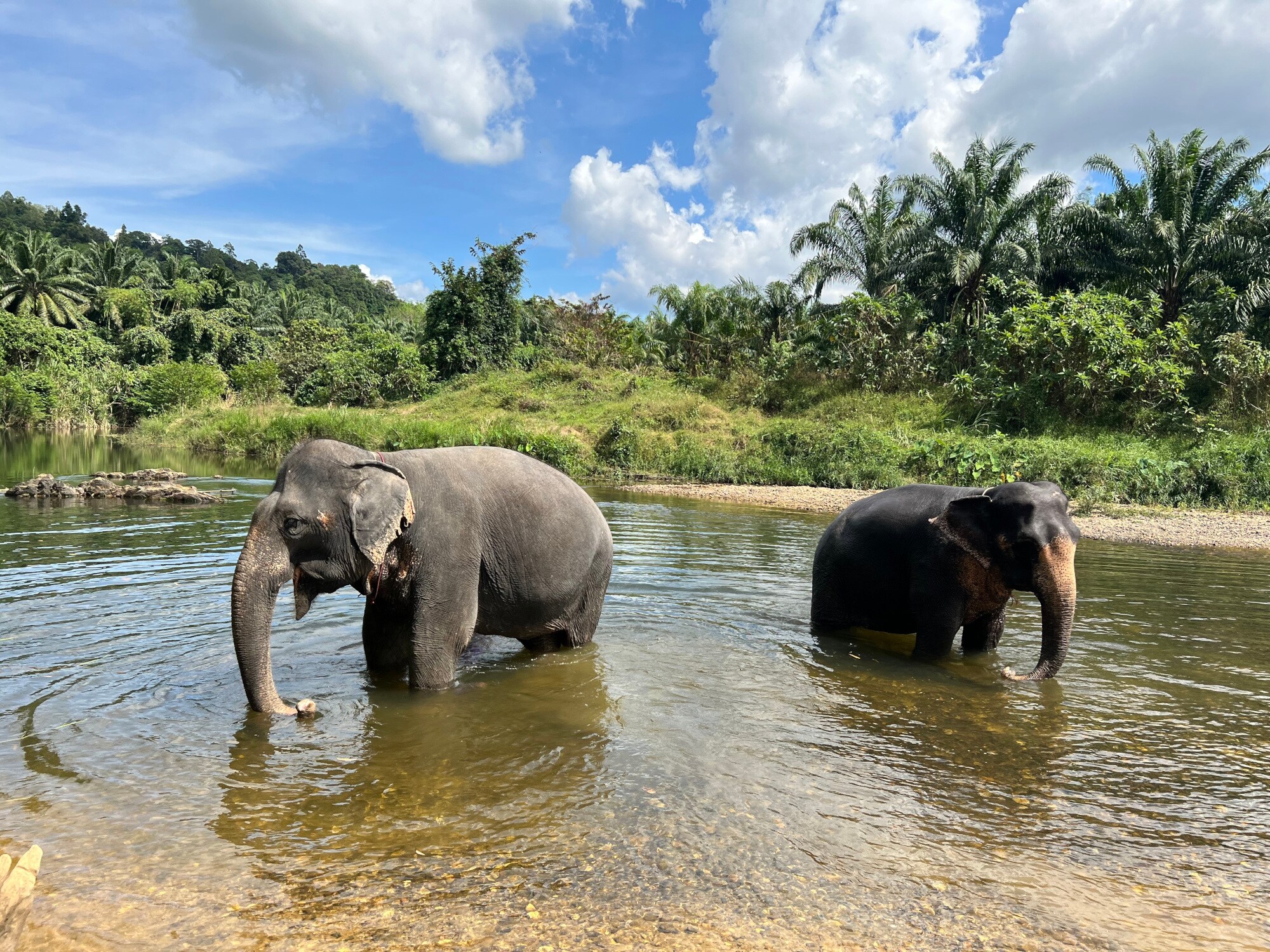 Zwei Elefanten in einem Fluß im Khao Sok Nationalpark