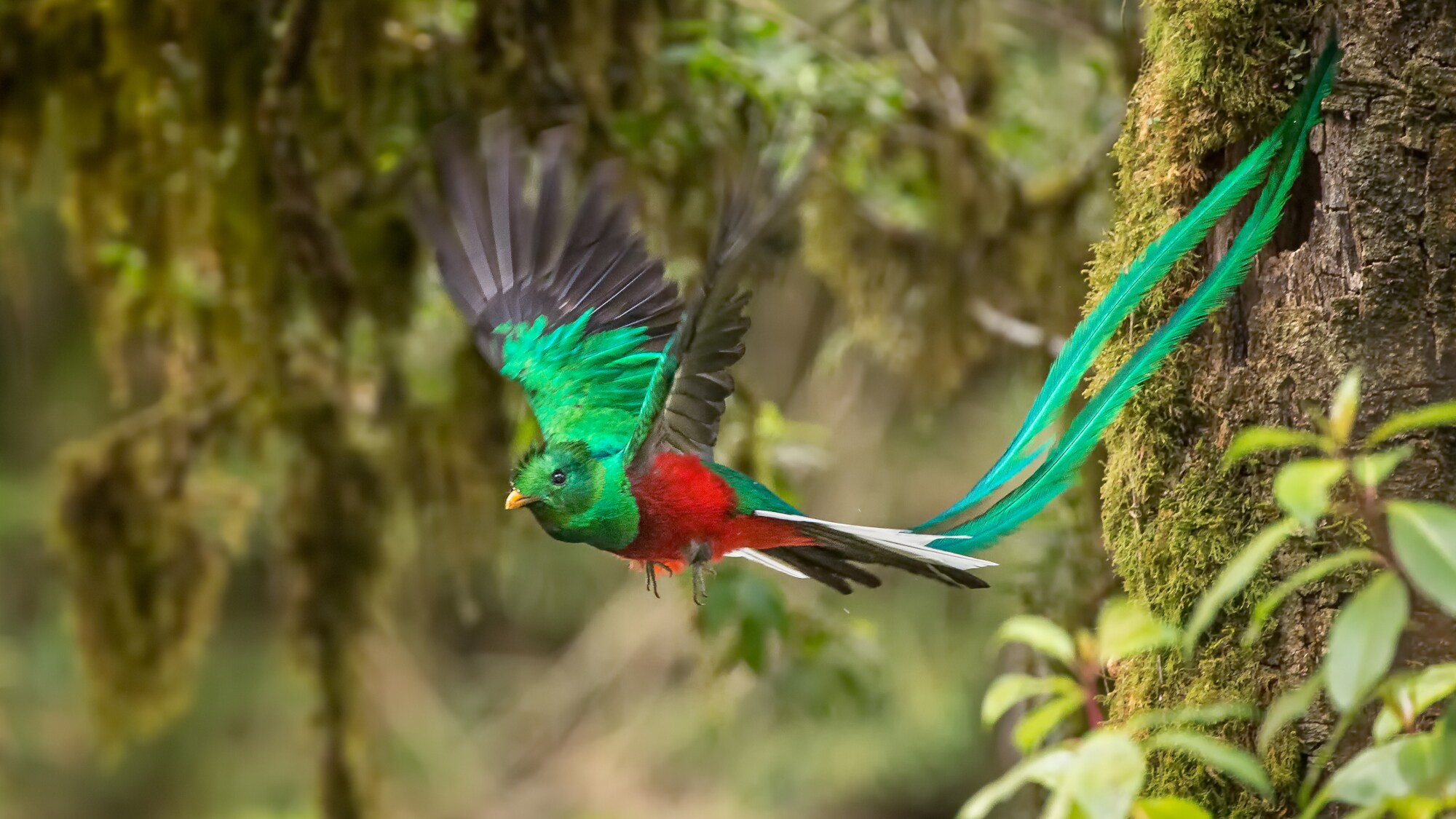 Ein grün-roter Quetzal-Vogel mit langem grünen Schweif im Flug.