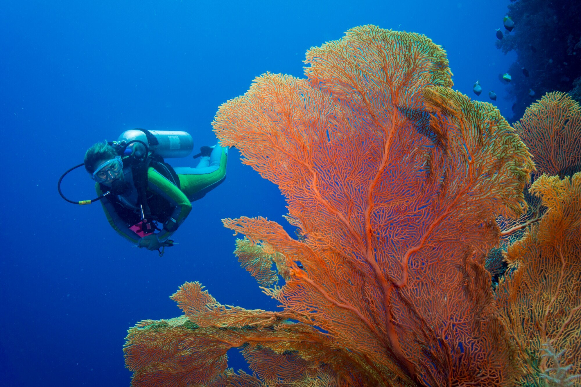 Eine Taucherin schwimmt an einem Korallenriff vorbei.