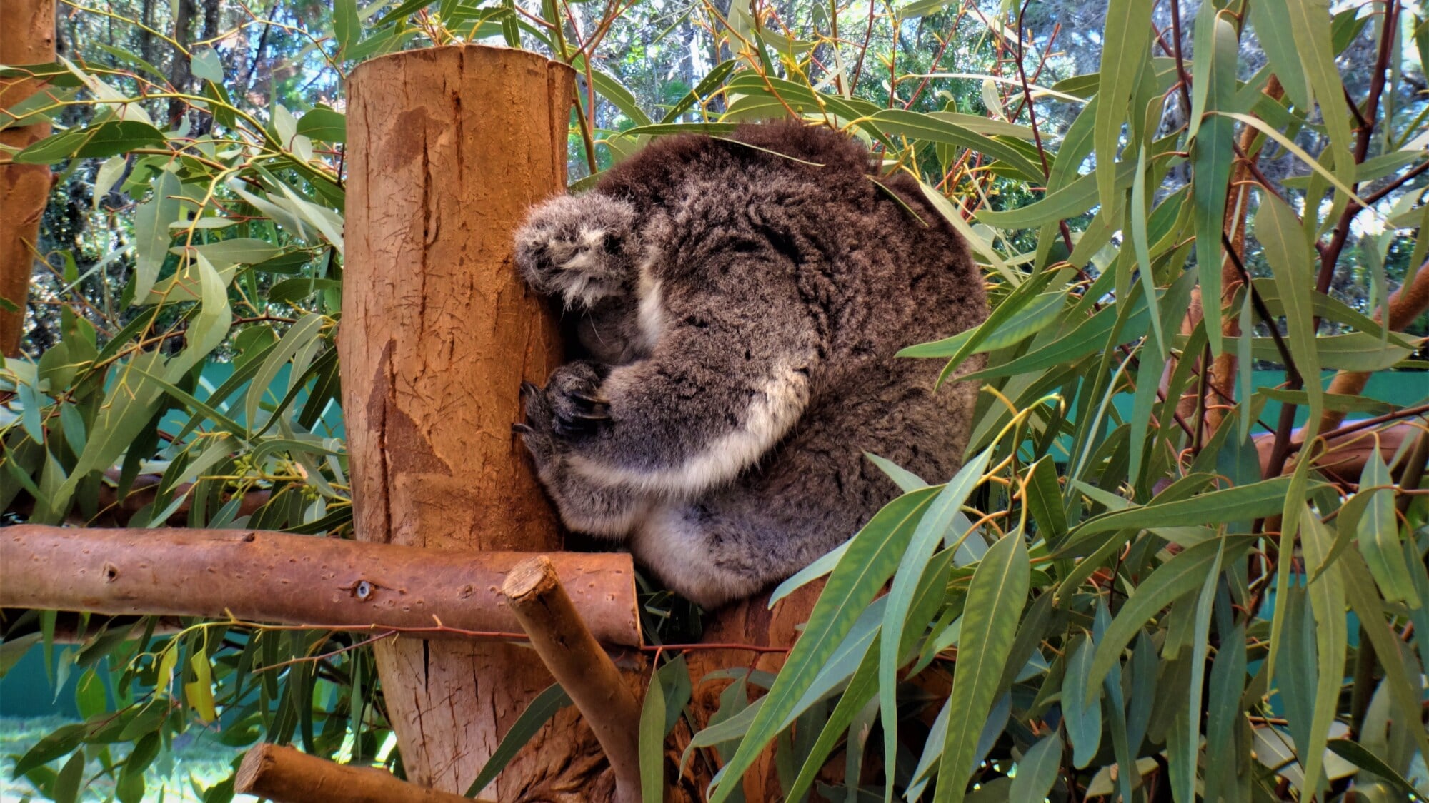 Ein schlafender Koala auf einem Ast.