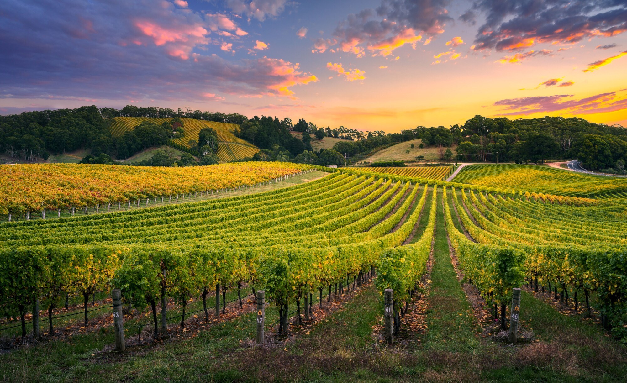 Grüner Weinberg bei Sonnenuntergang in Adelaide Hills
