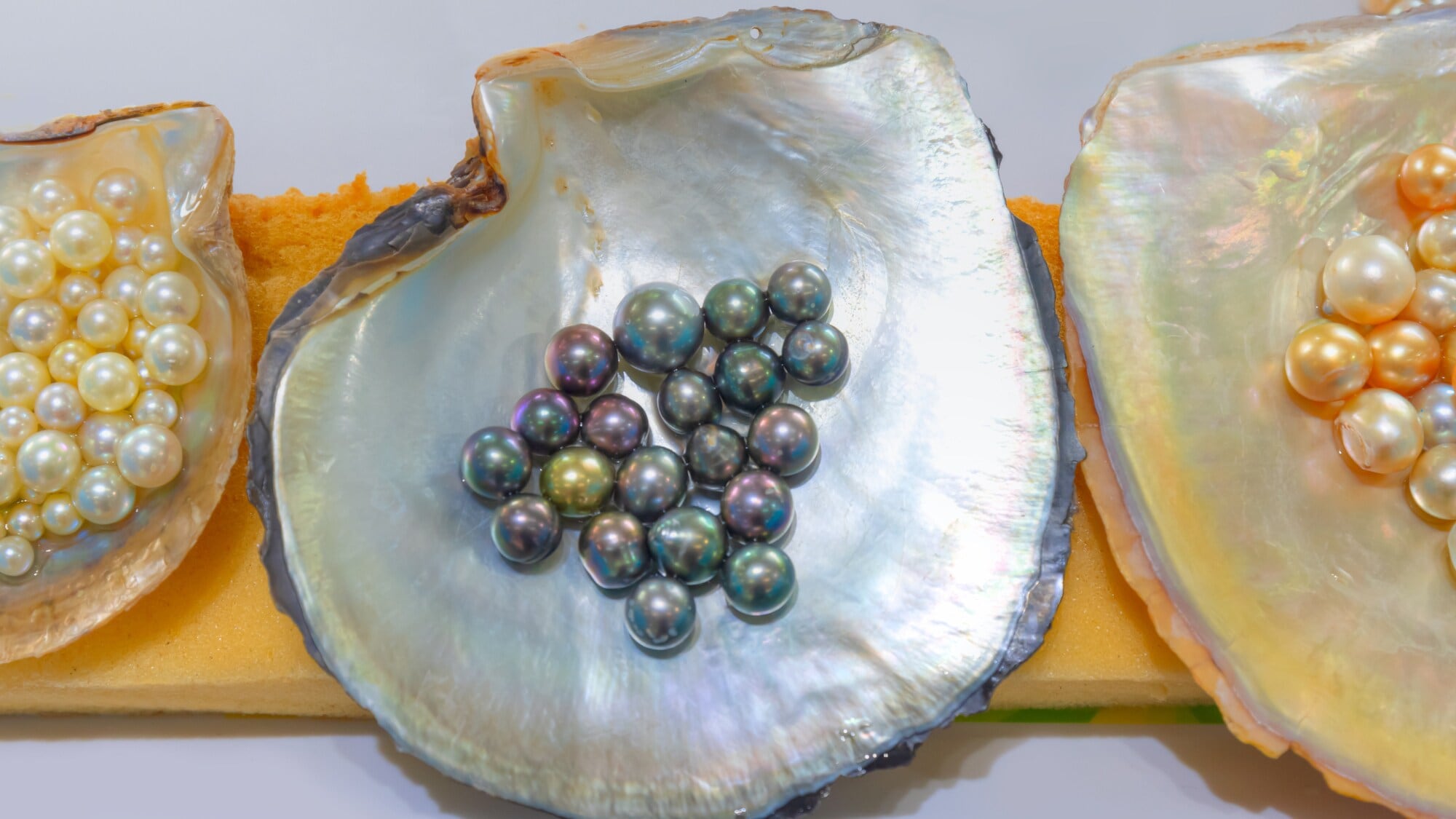 Drei geöffnete Muscheln, in denen jeweils mehrere Perlen unterschiedlicher Größen und Farben liegen.