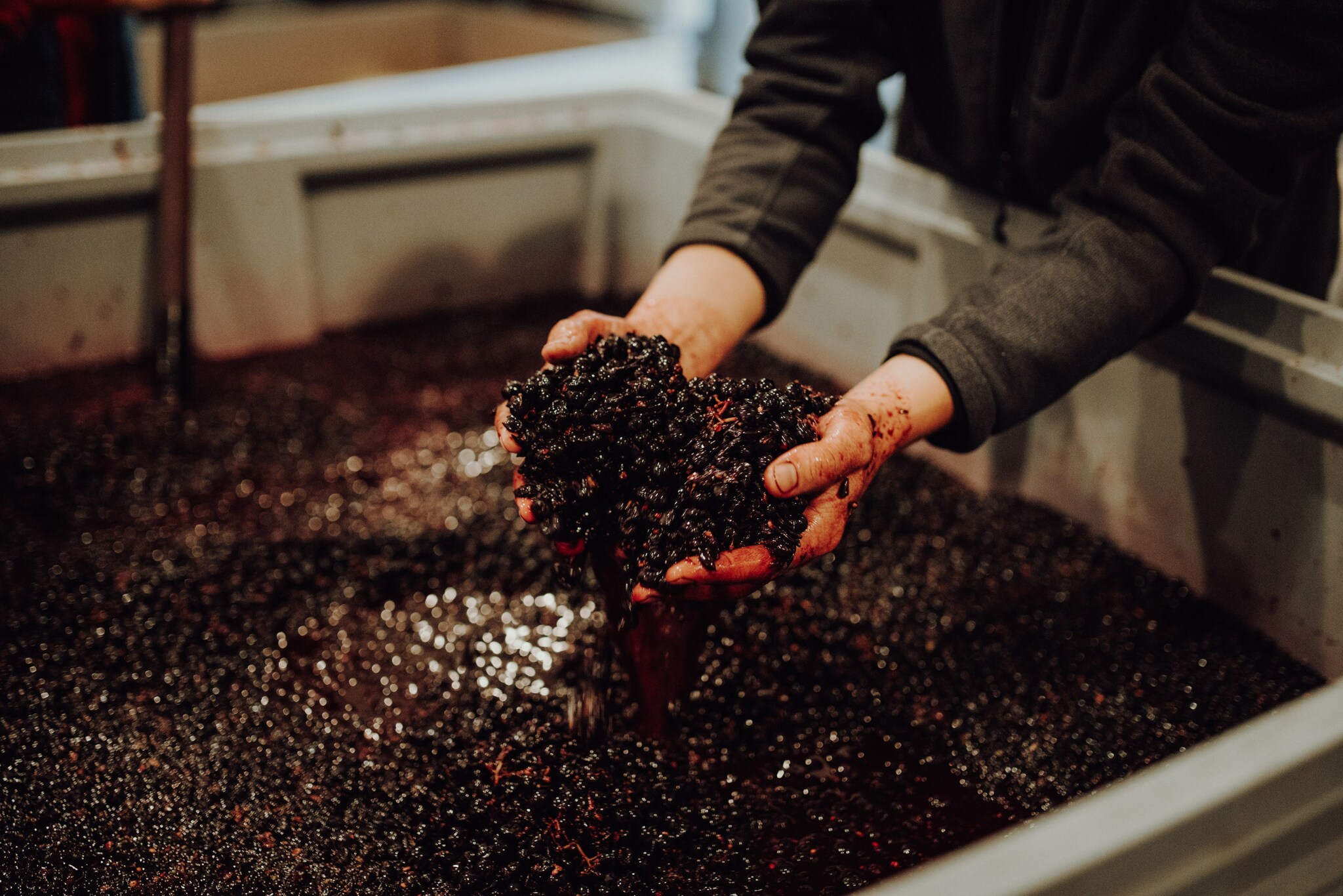 Nahaufnahme von Händen mit roten Weintrauben bei der Weinherstellung.