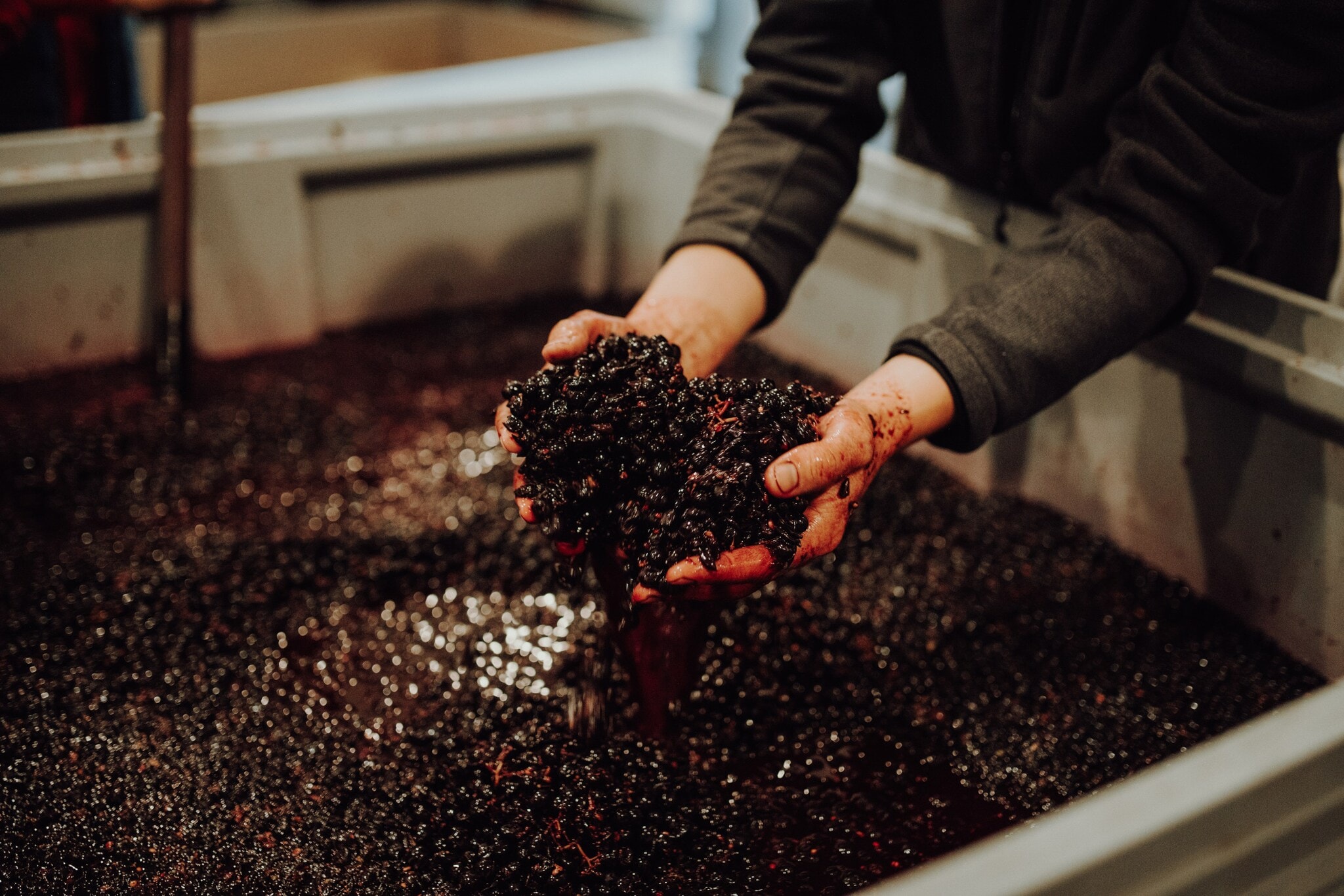 Nahaufnahme von Händen mit roten Weintrauben bei der Weinherstellung. Nahaufnahme von Händen mit roten Weintrauben bei der Weinherstellung.