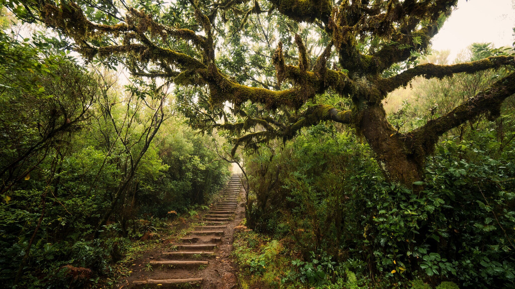 Pfad eines Wanderweges durch den Lorbeerwald auf Madeira. Pfad eines Wanderweges durch den Lorbeerwald auf Madeira.