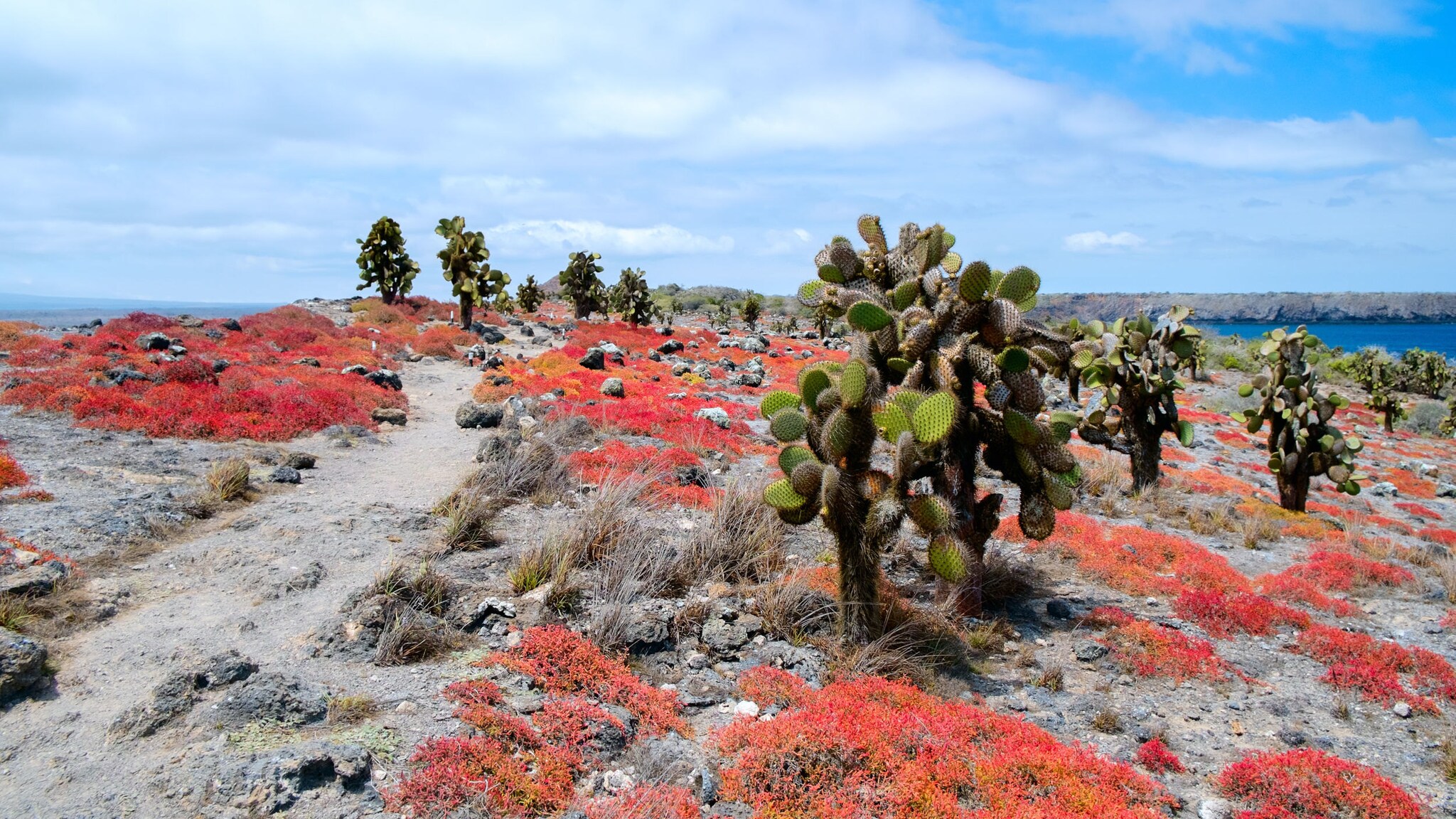 Kakteen auf der Galapagosinsel Plaza Sur.