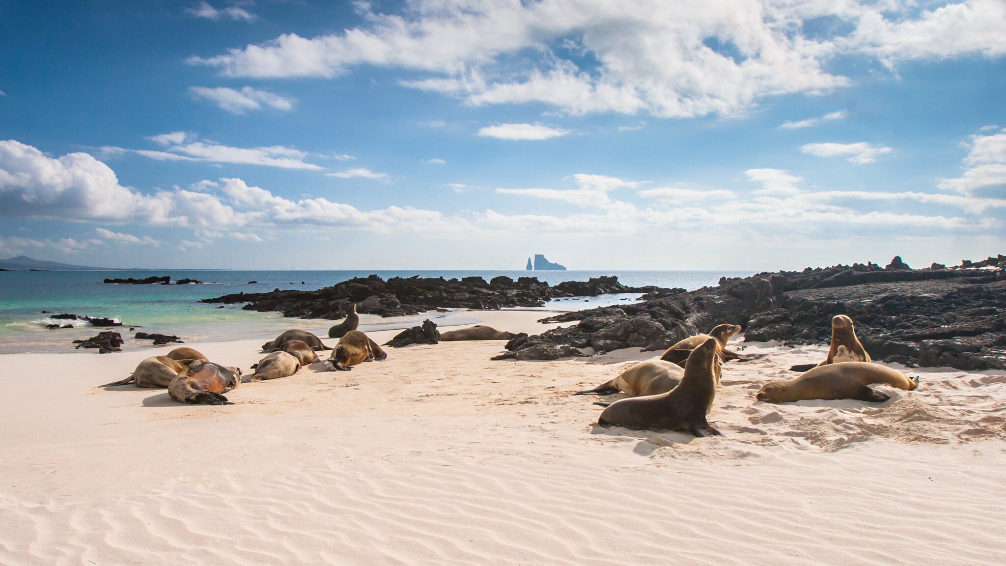 Seelöwen am Strand auf einer der Galapagosinseln. Seelöwen am Strand auf einer der Galapagosinseln.