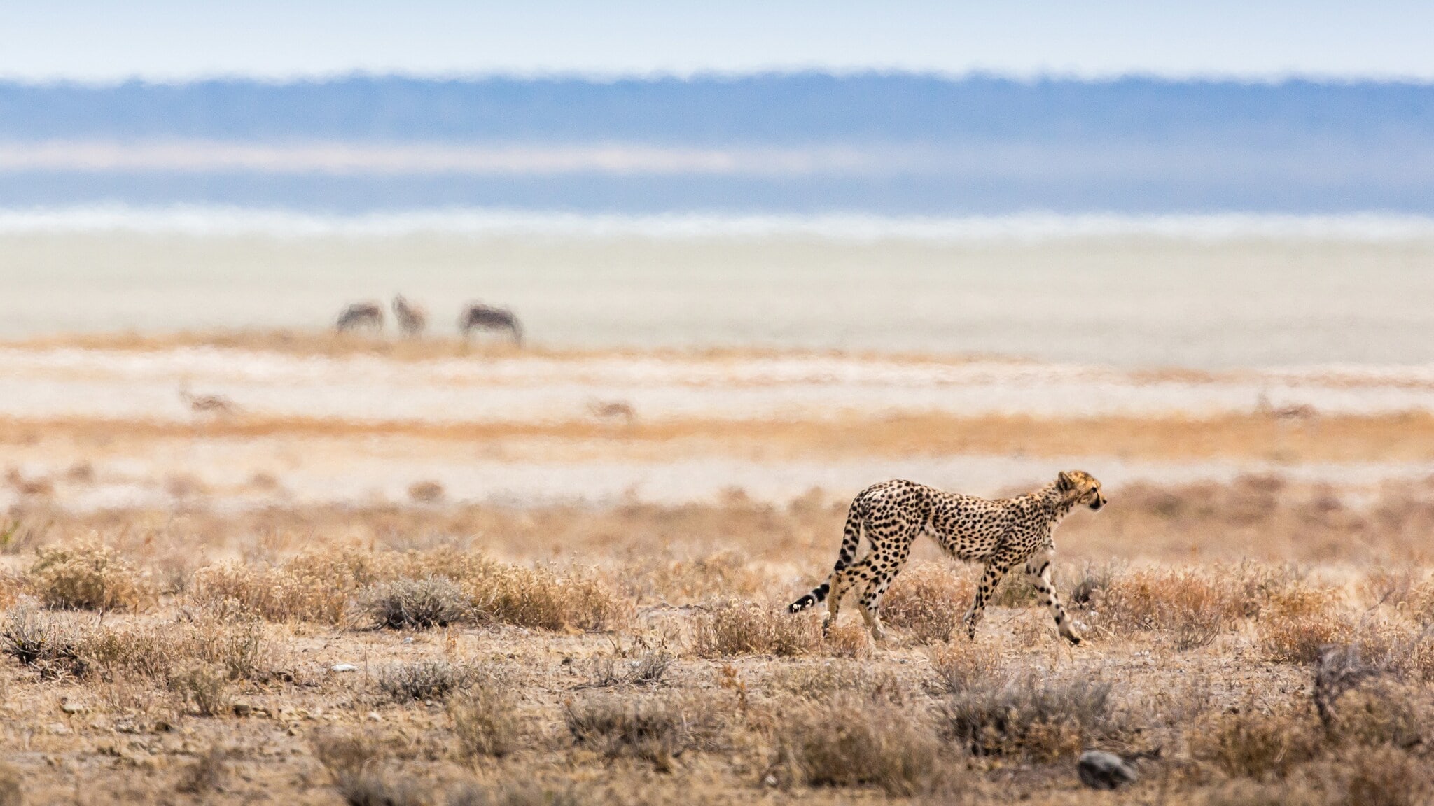 Ein Gepard in einer Trockensavanne. Ein Gepard in einer Trockensavanne.