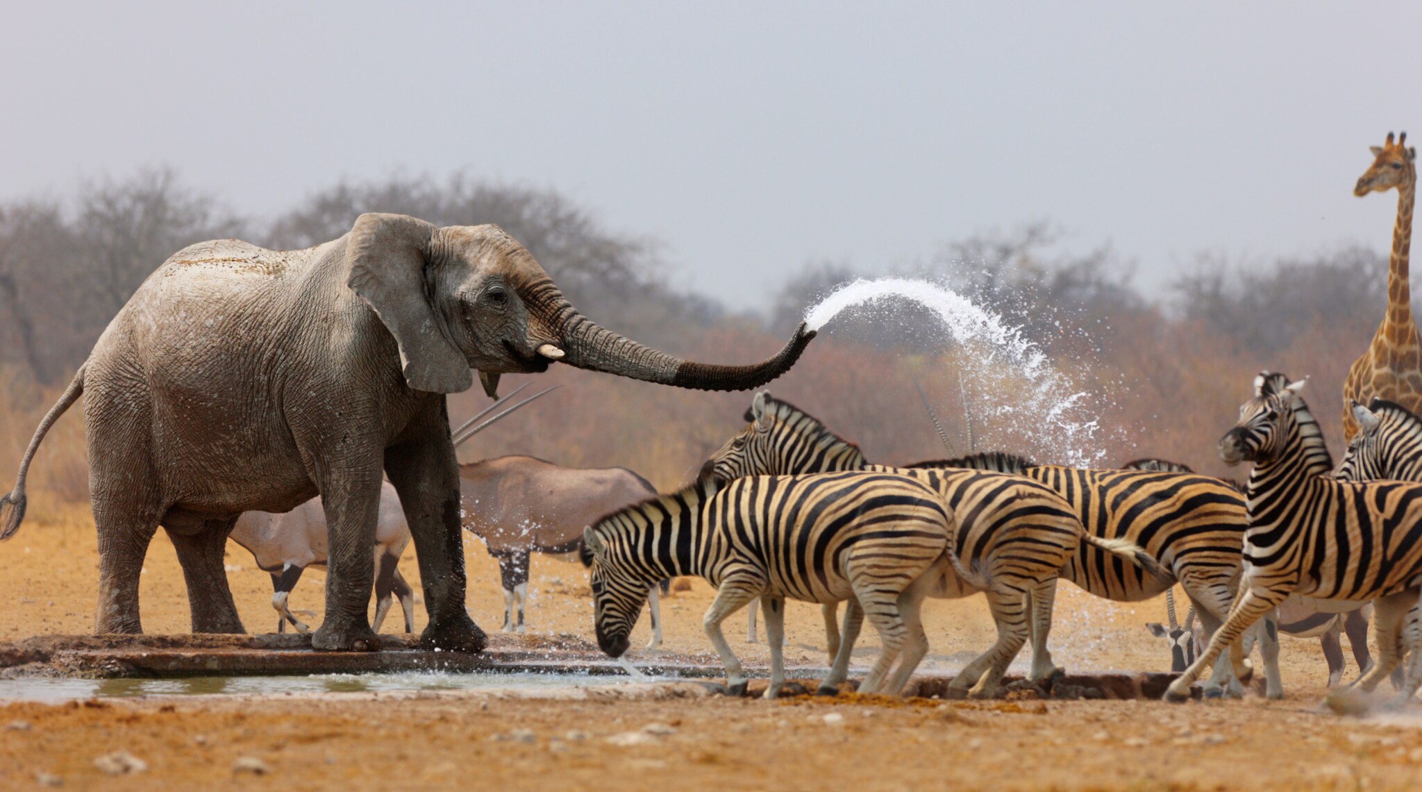 Ein Elefant an einem Wasserloch in der Steppe spritzt mehrere Zebras mit Wasser aus seinem Rüssel voll. Ein Elefant an einem Wasserloch in der Steppe spritzt mehrere Zebras mit Wasser aus seinem Rüssel voll.