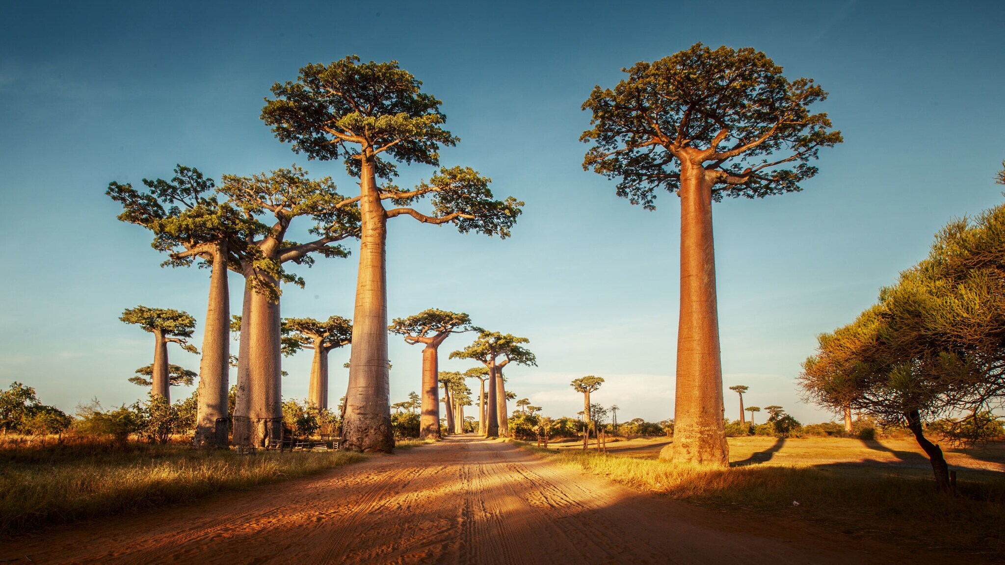 Eine Allee aus Baobab-Bäumen auf Madagaskar. Eine Allee aus Baobab-Bäumen auf Madagaskar.