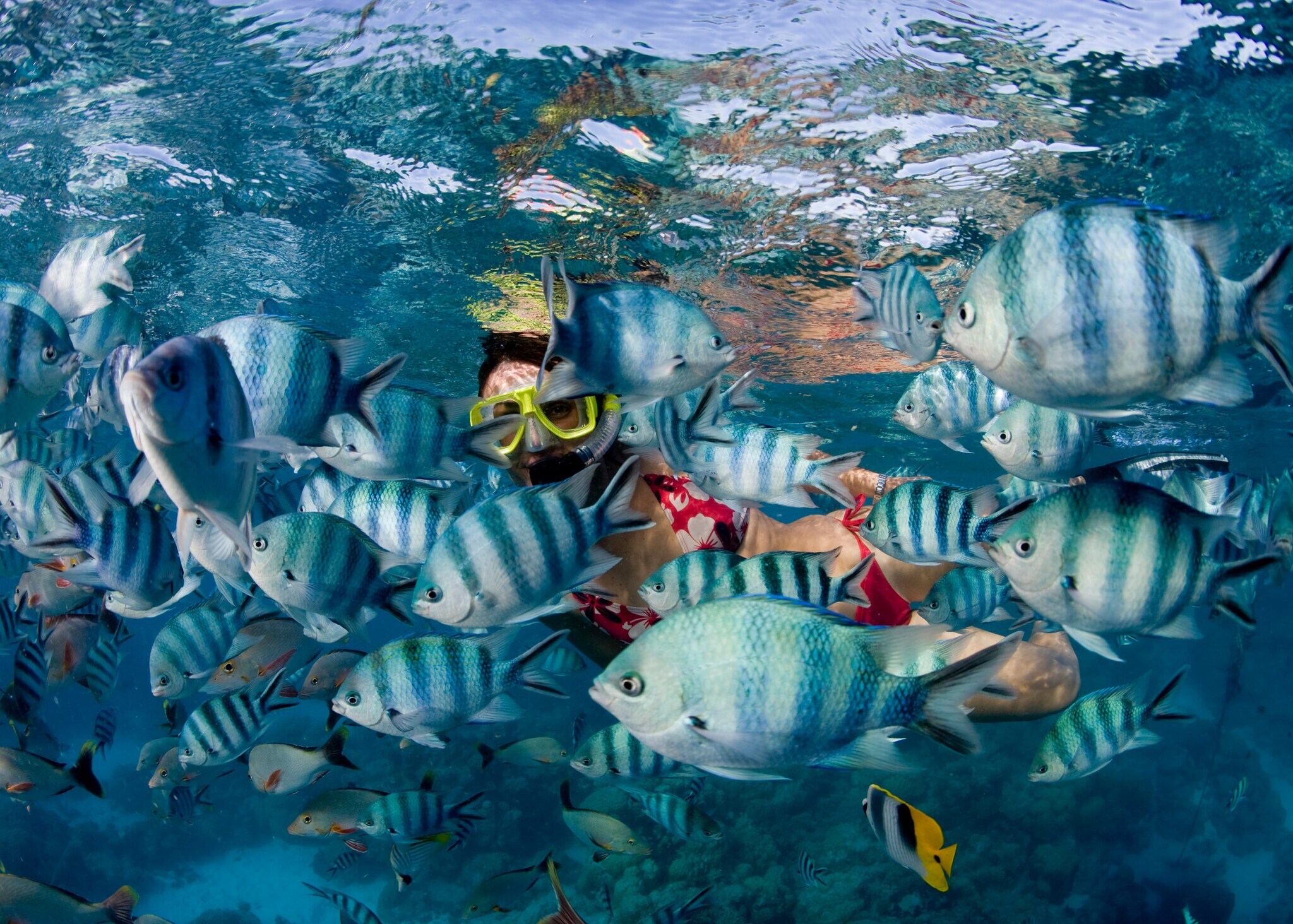 Eine Frau mit gelber Taucherbrille unter Wasser zwischen einem Schwarm weiß-blau-gestreifter Fische.