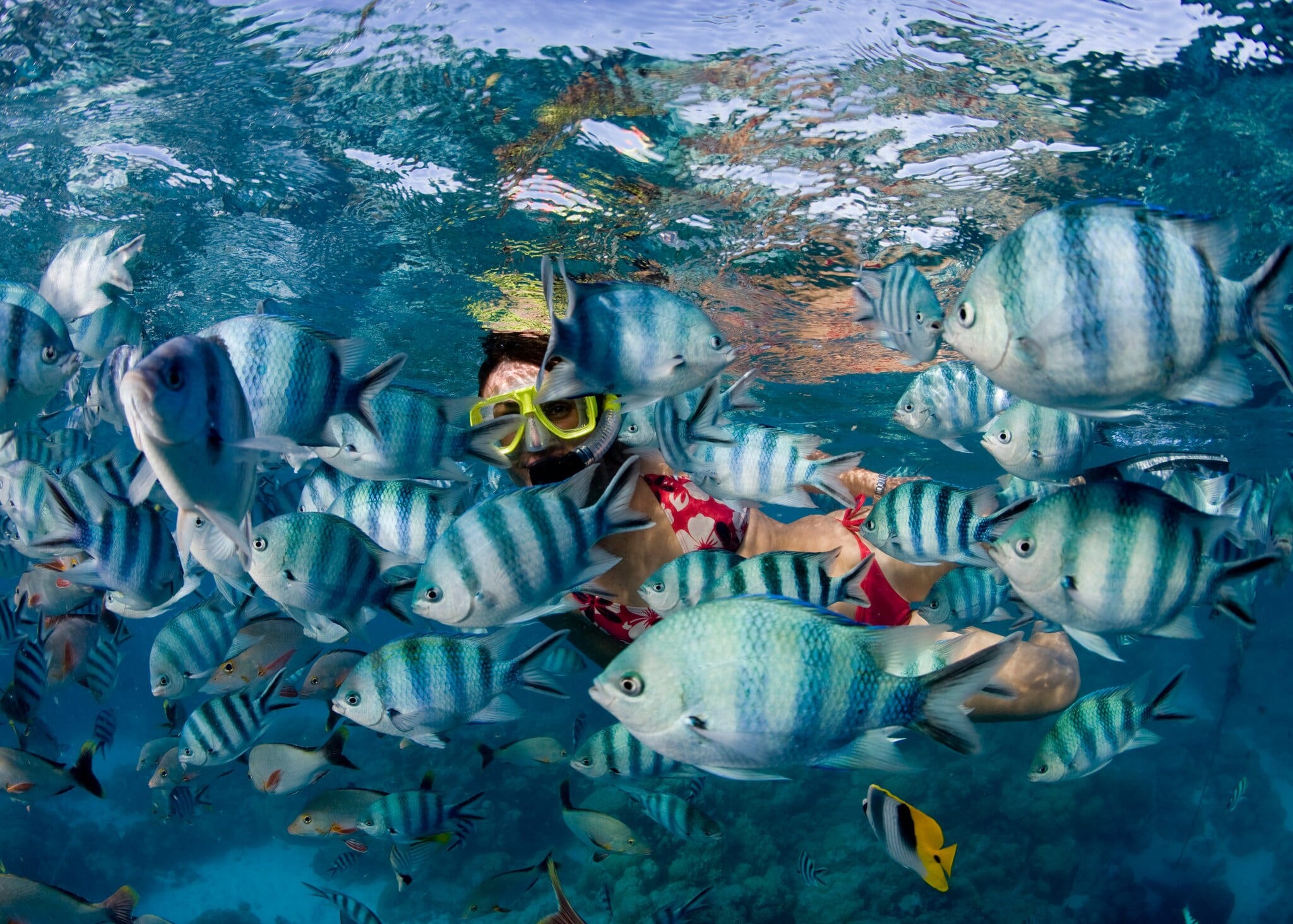 Eine Frau mit gelber Taucherbrille unter Wasser zwischen einem Schwarm weiß-blau-gestreifter Fische. Eine Frau mit gelber Taucherbrille unter Wasser zwischen einem Schwarm weiß-blau-gestreifter Fische.