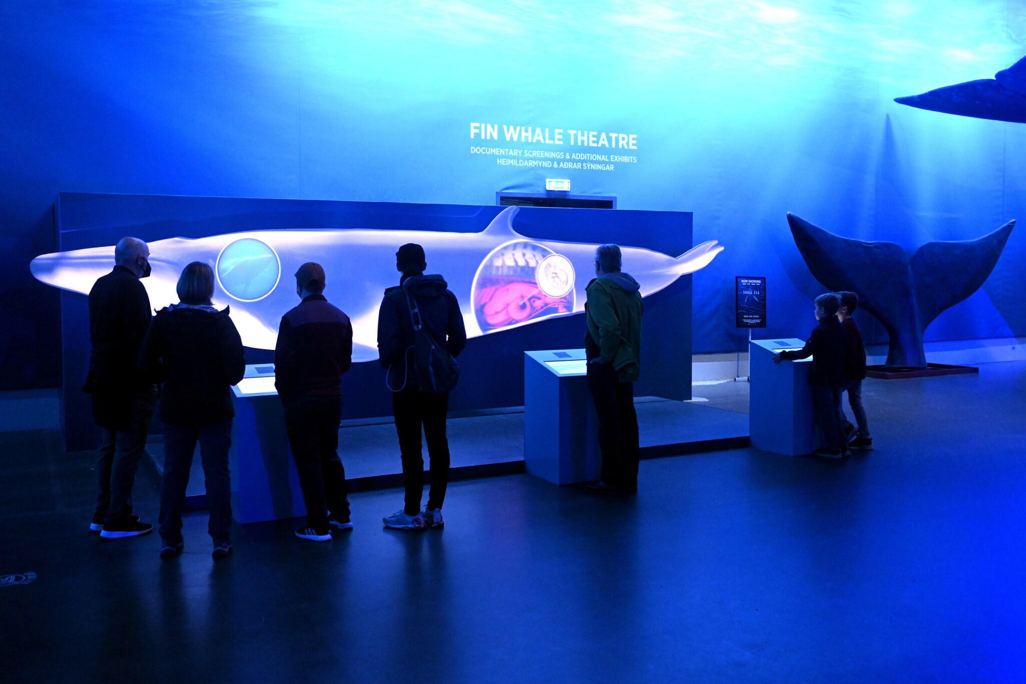 Mehrere Personen vor Exponaten in einem blau beleuchteten Ausstellungsraum in einem Museum für Walfischkunde.