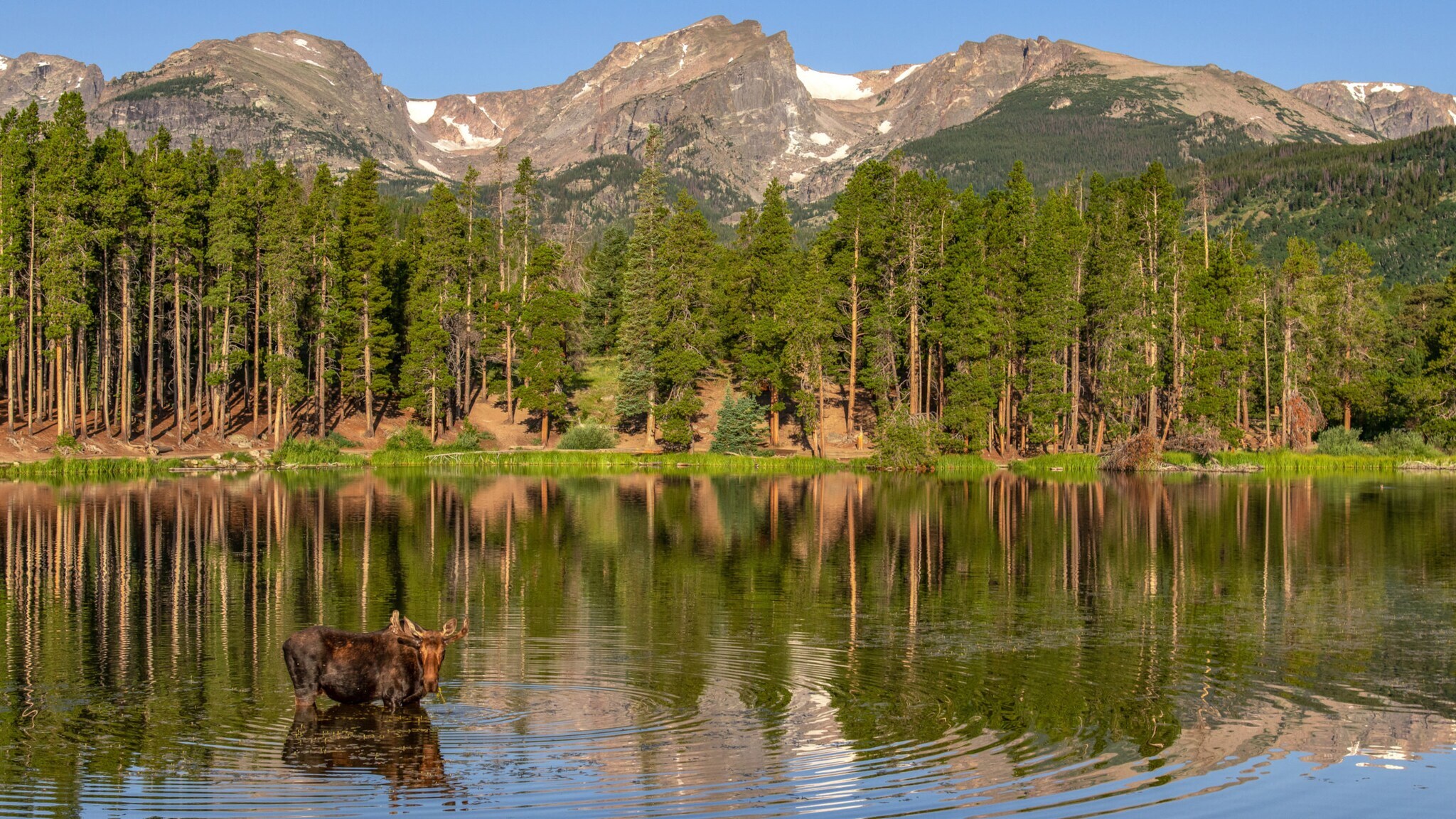 Ein Elch in einem See, umgeben von Nadelwald vor Bergpanorama.