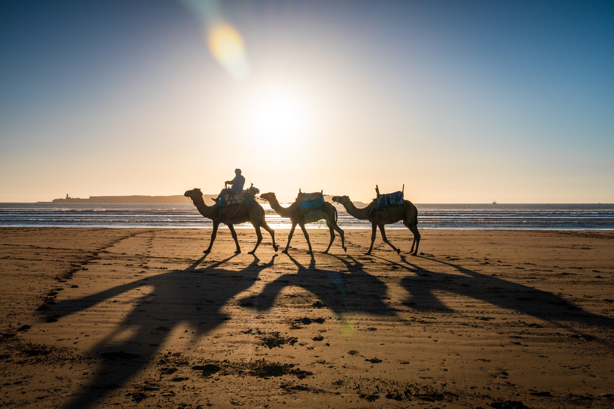 Drei Kamele mit langen Schatten an einem Sandstrand am Meer bei Gegenlicht im Sonnenuntergang. Drei Kamele mit langen Schatten an einem Sandstrand am Meer bei Gegenlicht im Sonnenuntergang.