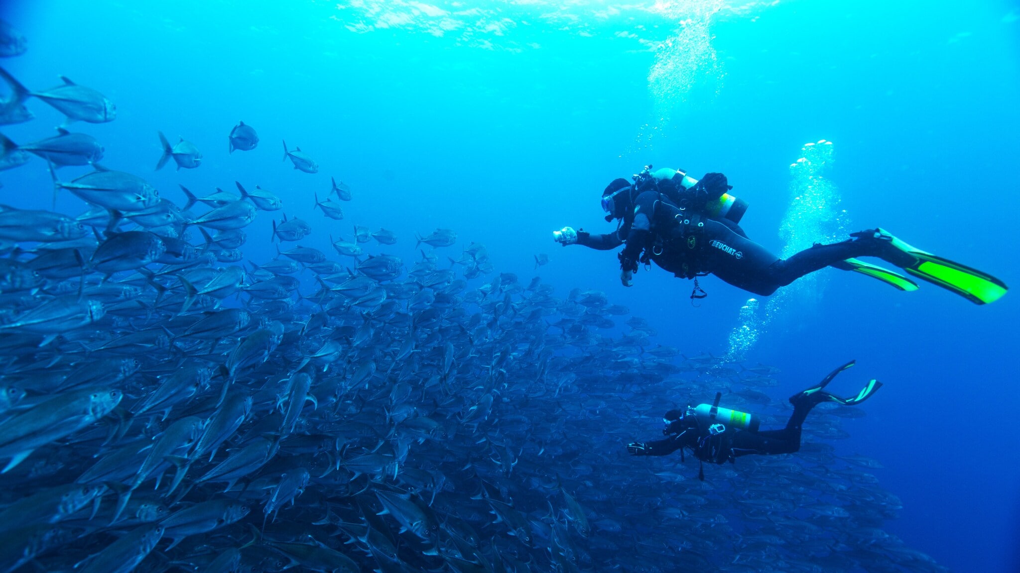 Zwei Tauchende an einem Fischschwarm. Zwei Tauchende an einem Fischschwarm.