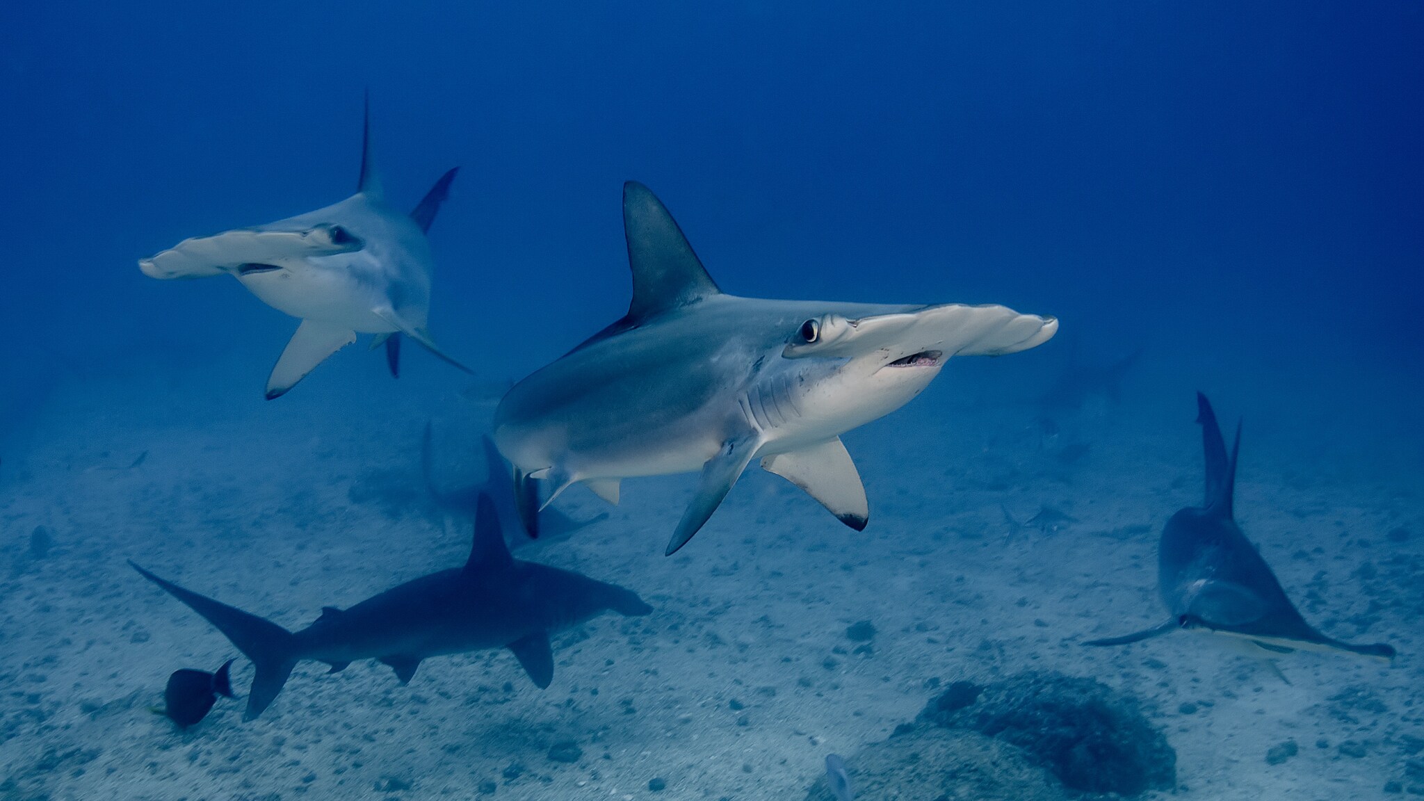 Nahaufnahme von mehreren Hammerhaien im Meer.