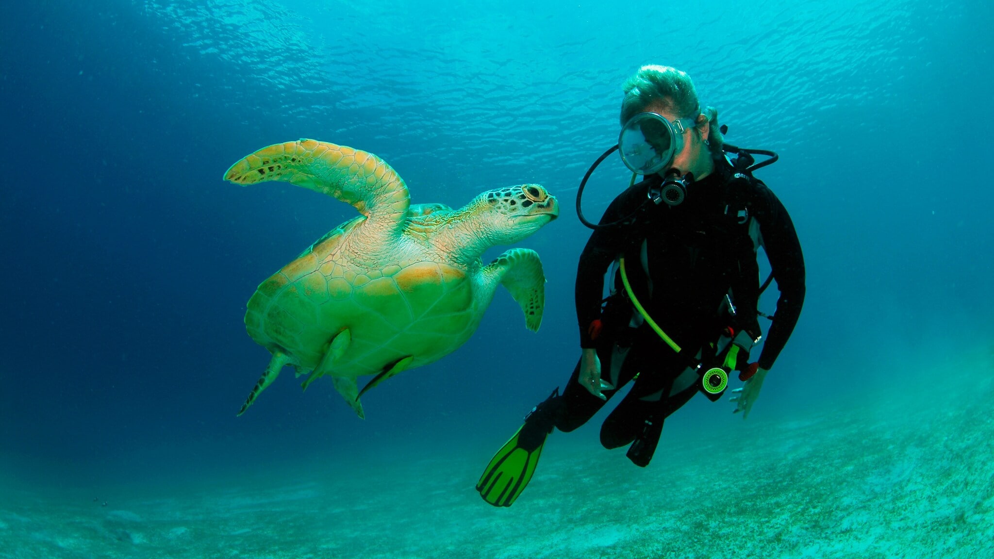 Ein Taucher im Wasser neben einer großen Meeresschildkröte. Ein Taucher im Wasser neben einer großen Meeresschildkröte.