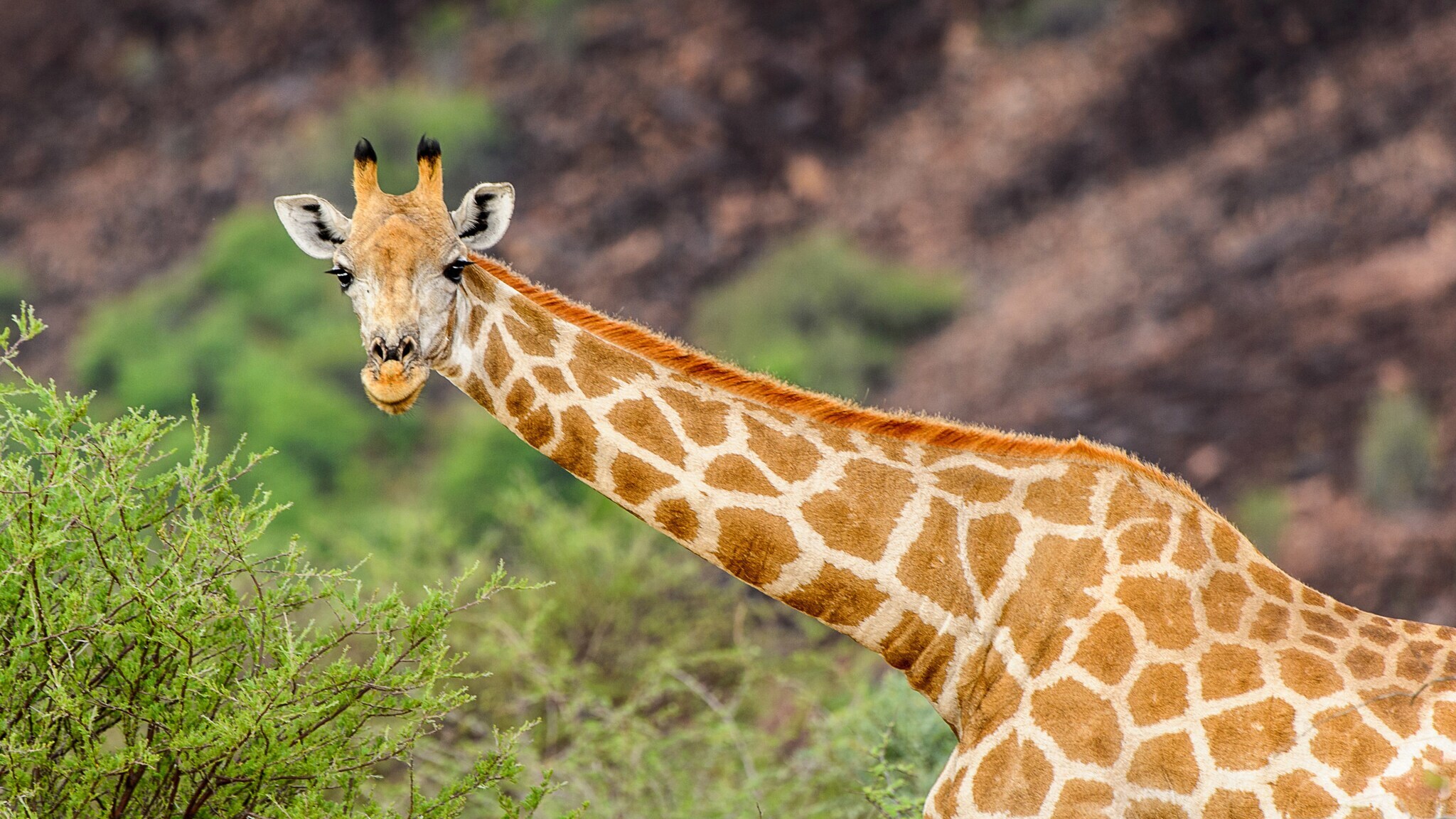 Porträt einer Giraffe mit waagerecht gehaltenem Hals. Porträt einer Giraffe mit waagerecht gehaltenem Hals.