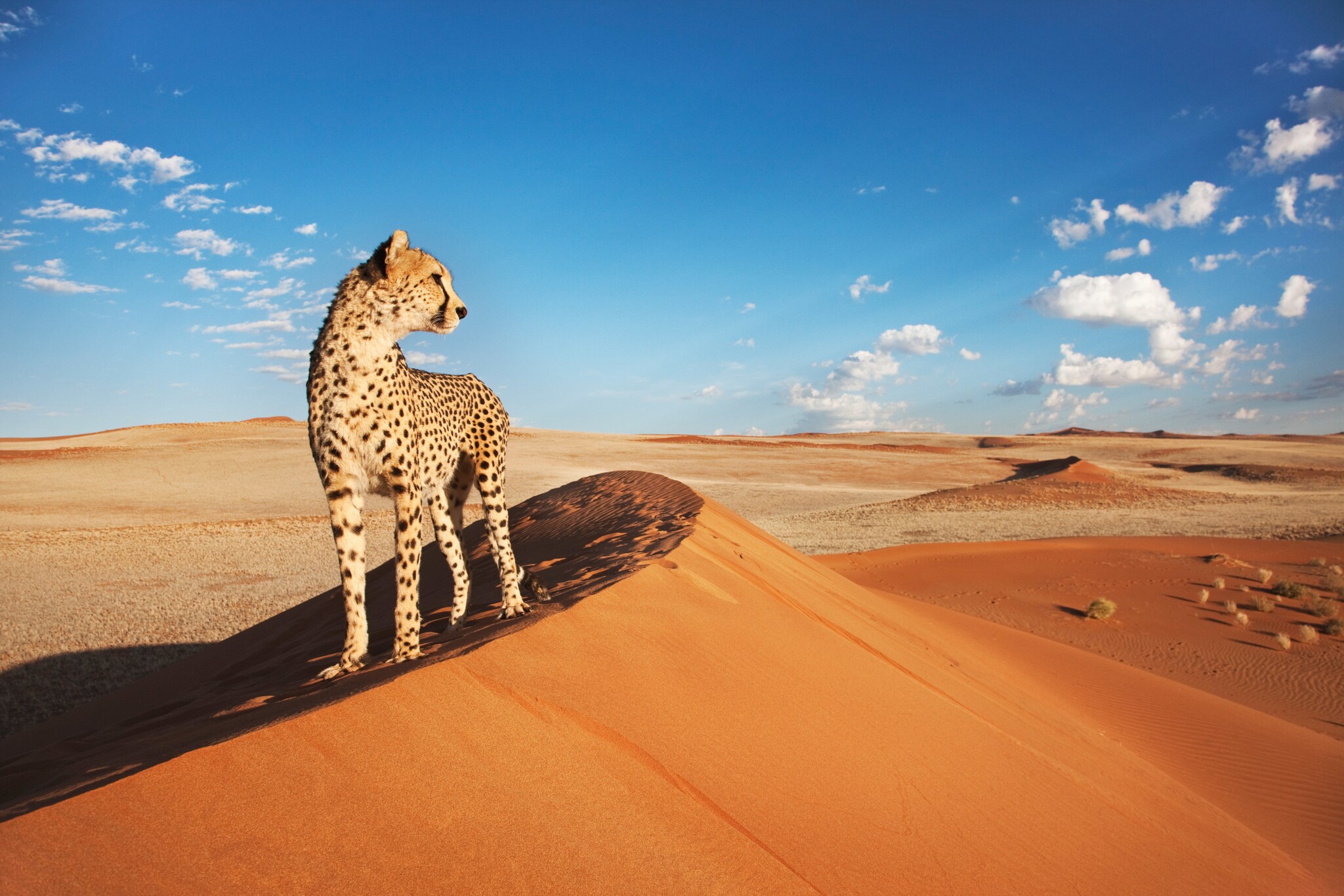 Ein Gepard steht auf einer Düne in einer rötlichen Wüstenlandschaft unter blauem Himmel. Ein Gepard steht auf einer Düne in einer rötlichen Wüstenlandschaft unter blauem Himmel.
